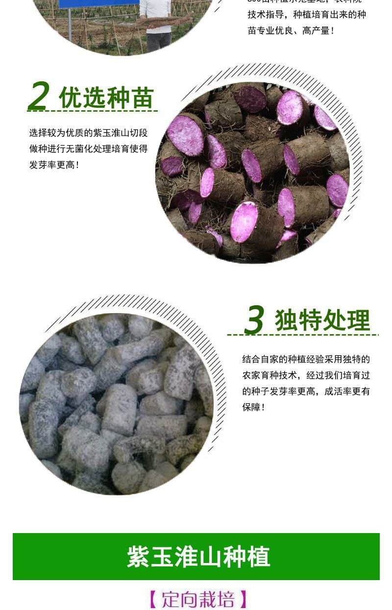 紫玉淮山种子种苗培育紫色山药种子广西正宗紫玉淮山药种