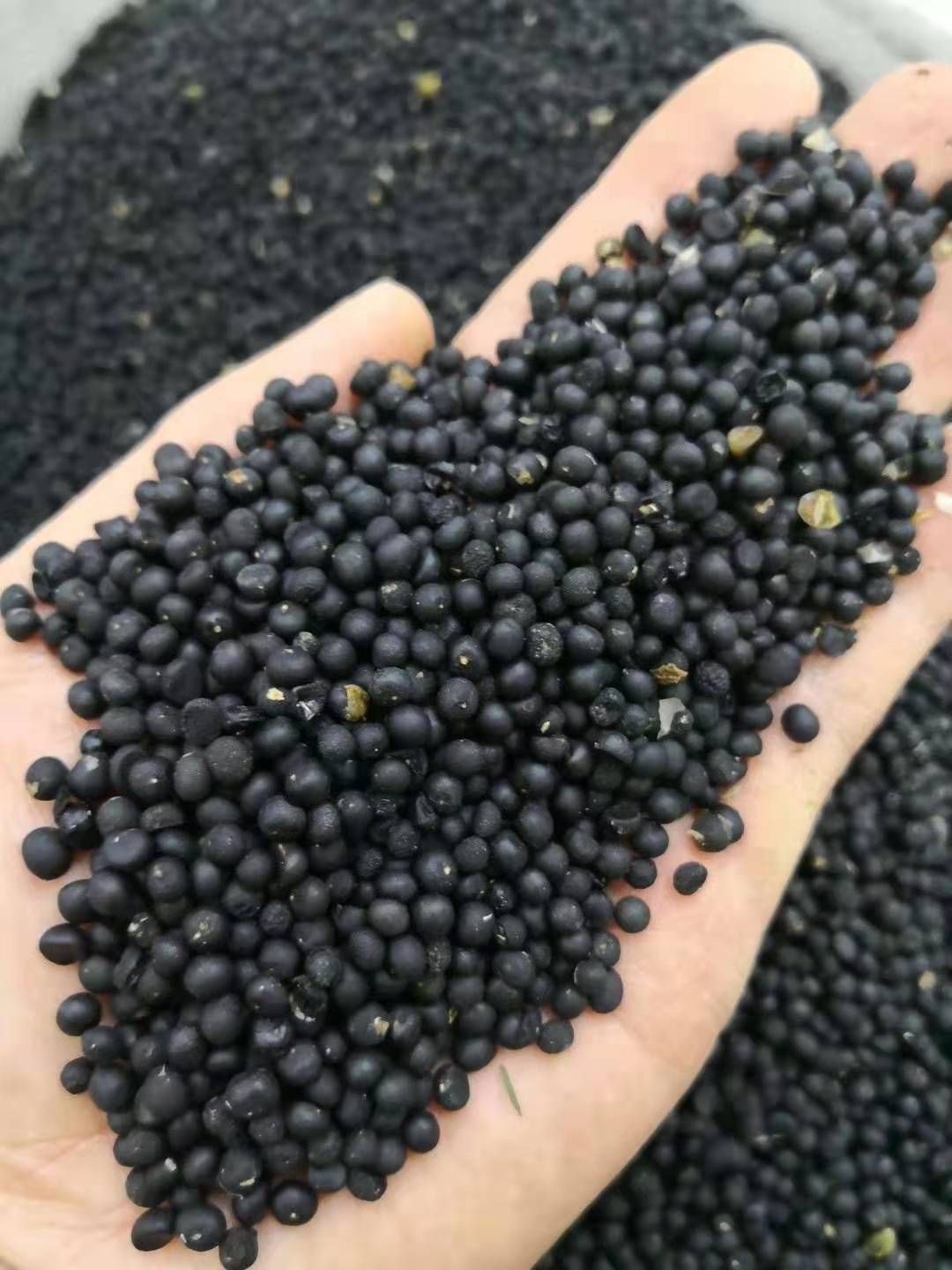 楚雄市 天冬种子,优质大天冬,产量高,提供催芽