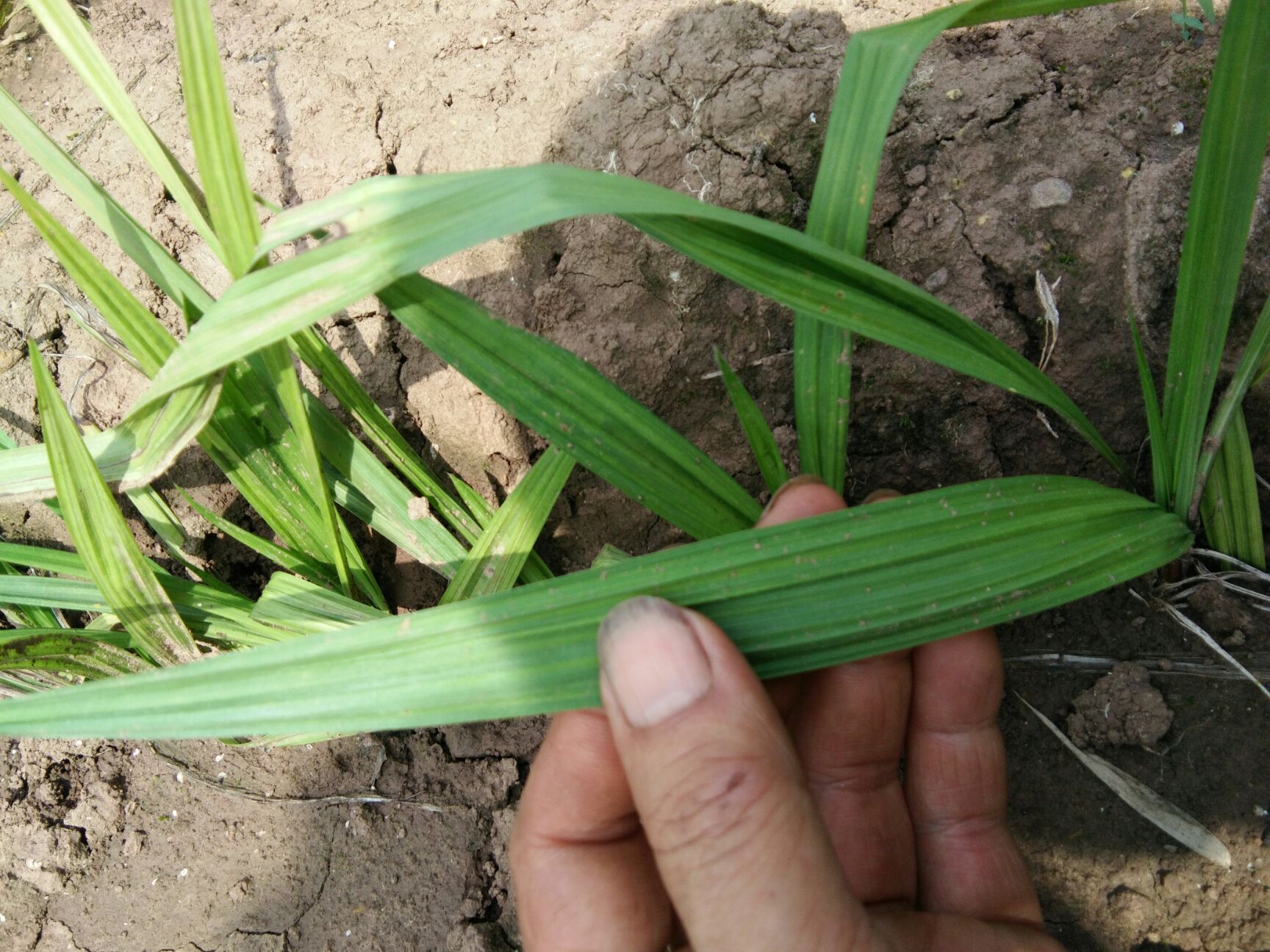纯野生小叶仙茅图片