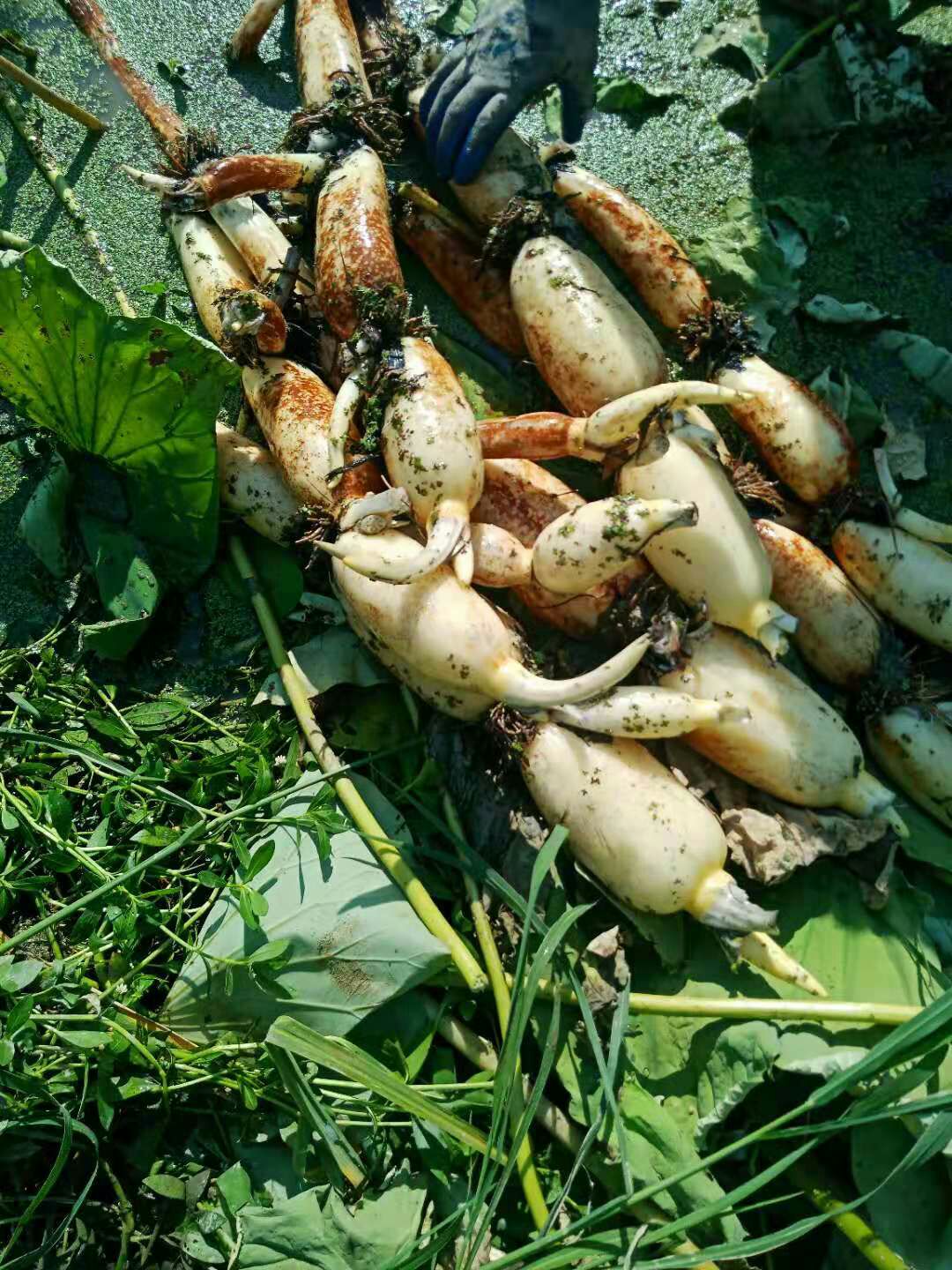 巨无霸莲藕 鄂州区巨无霸早藕