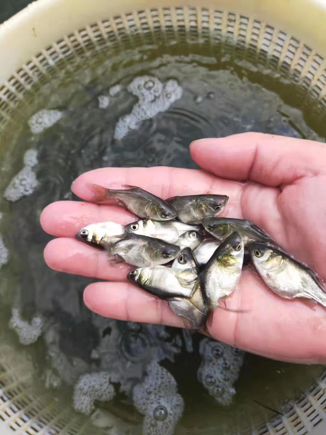 广东省广州市花都区 缩骨大头鱼苗,仙骨鳙鱼苗,缩骨花鲢,汕骨大头