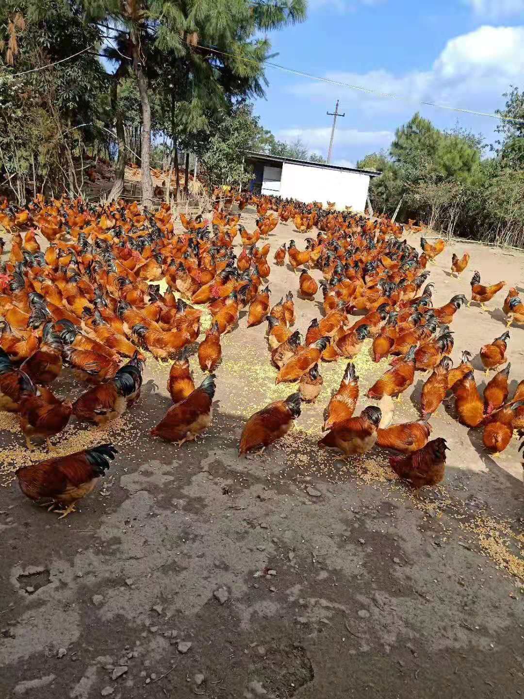 象洞阄鸡