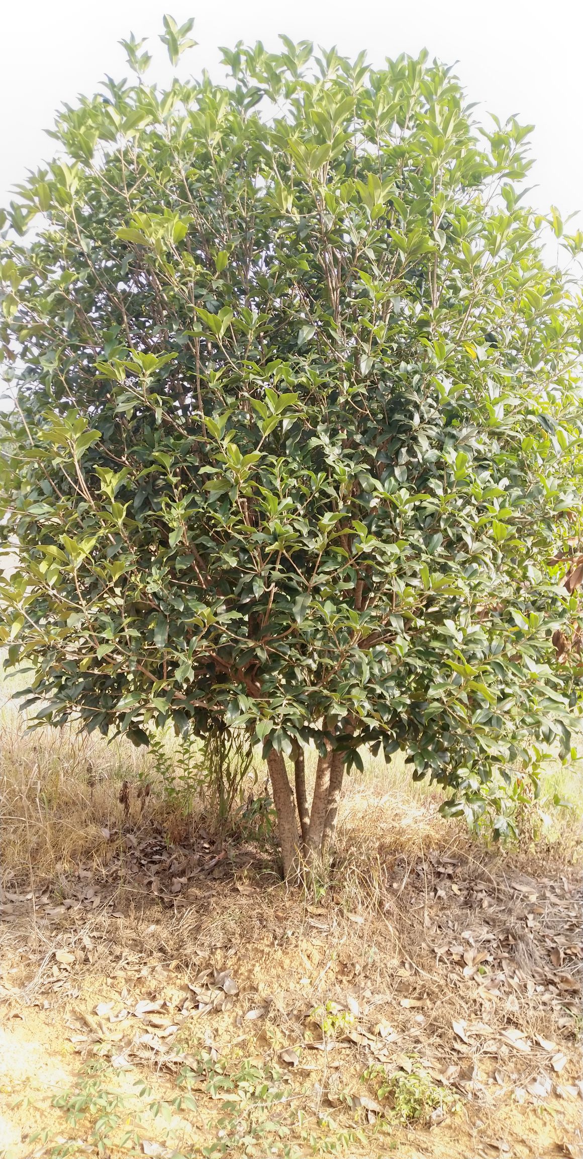 丛生桂花树2一5米冠大量现货出售,量大从优