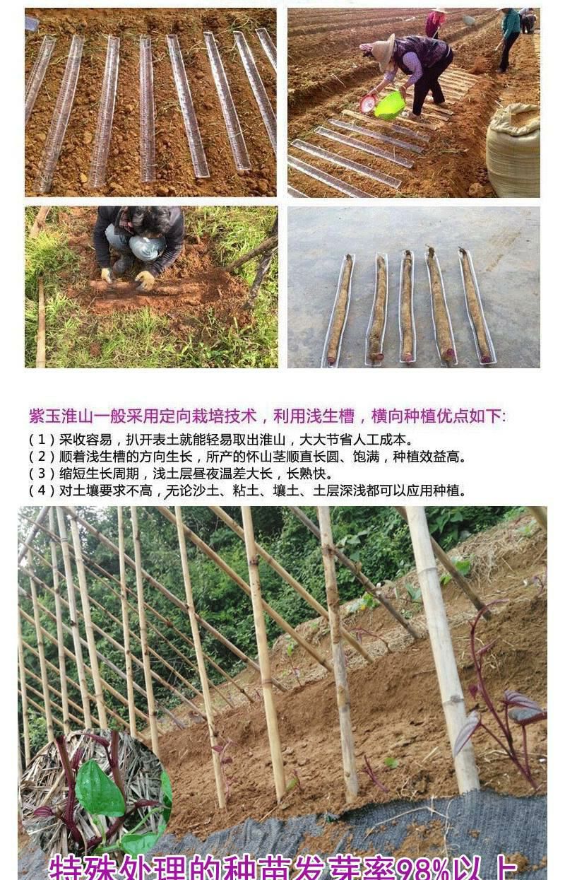 紫玉淮山种子种苗培育紫色山药种子广西正宗紫玉淮山药种