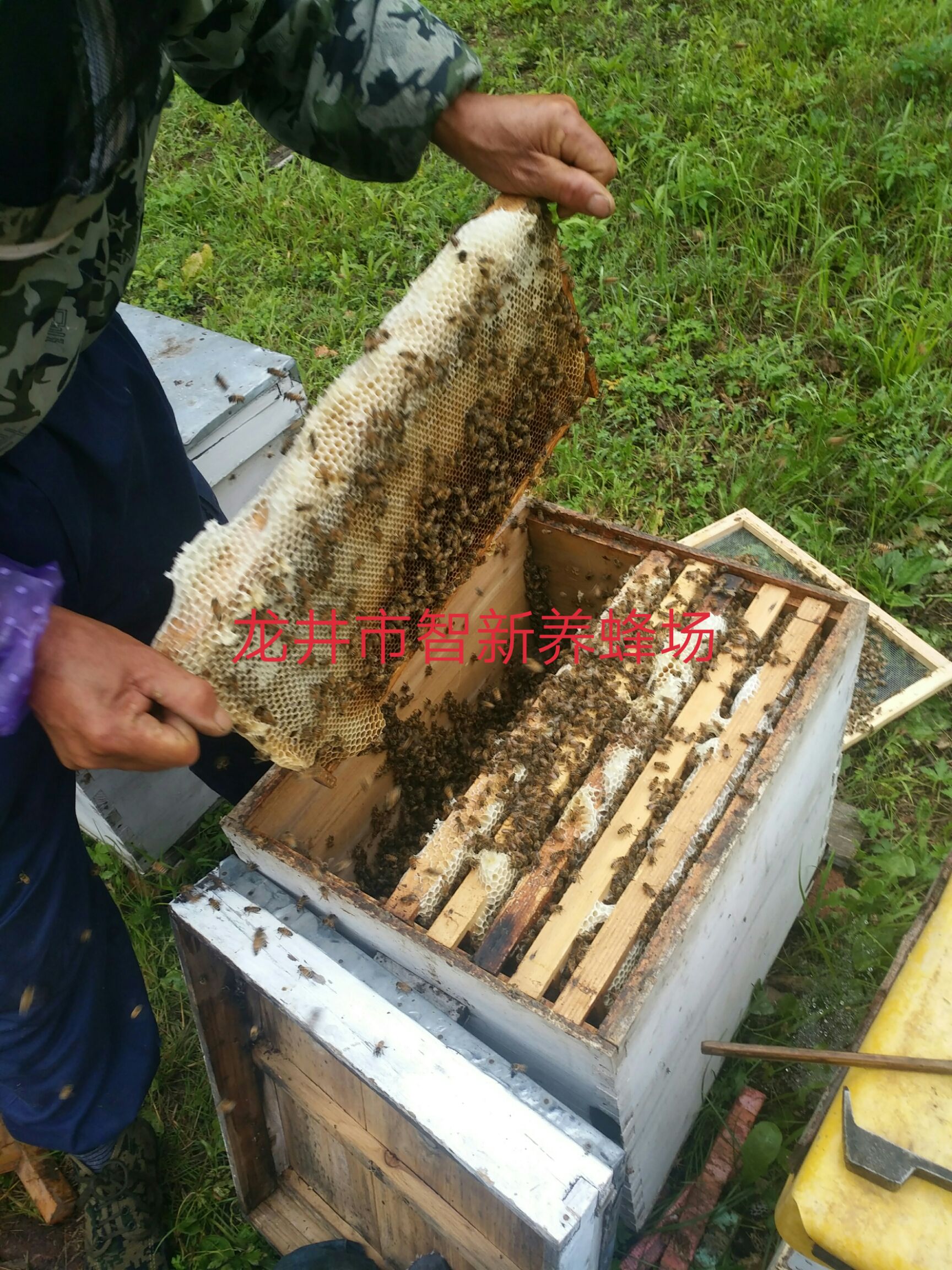 东北黑蜂蜂蜜