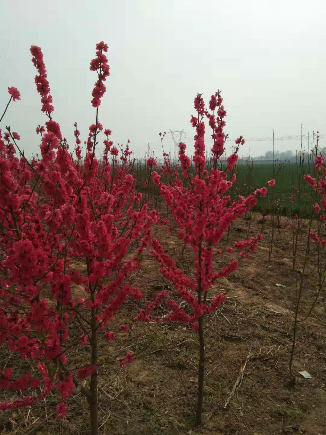 满天红碧桃苗 满天红