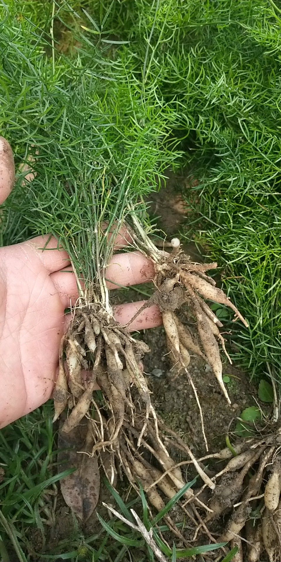 天门冬 天冬价钱稳定种植致富好前景,量大优惠.