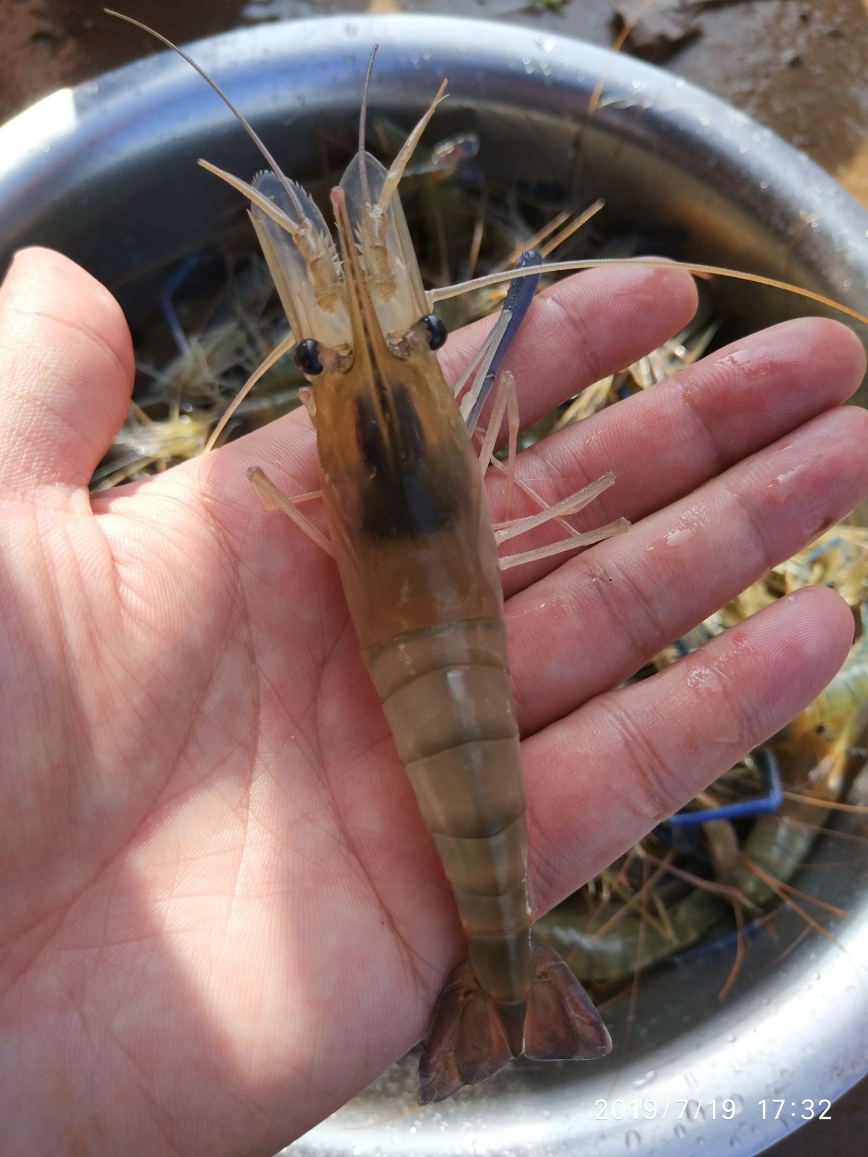 罗氏虾 四川重庆地区农民自己养殖的罗氏沼虾已经大量上市