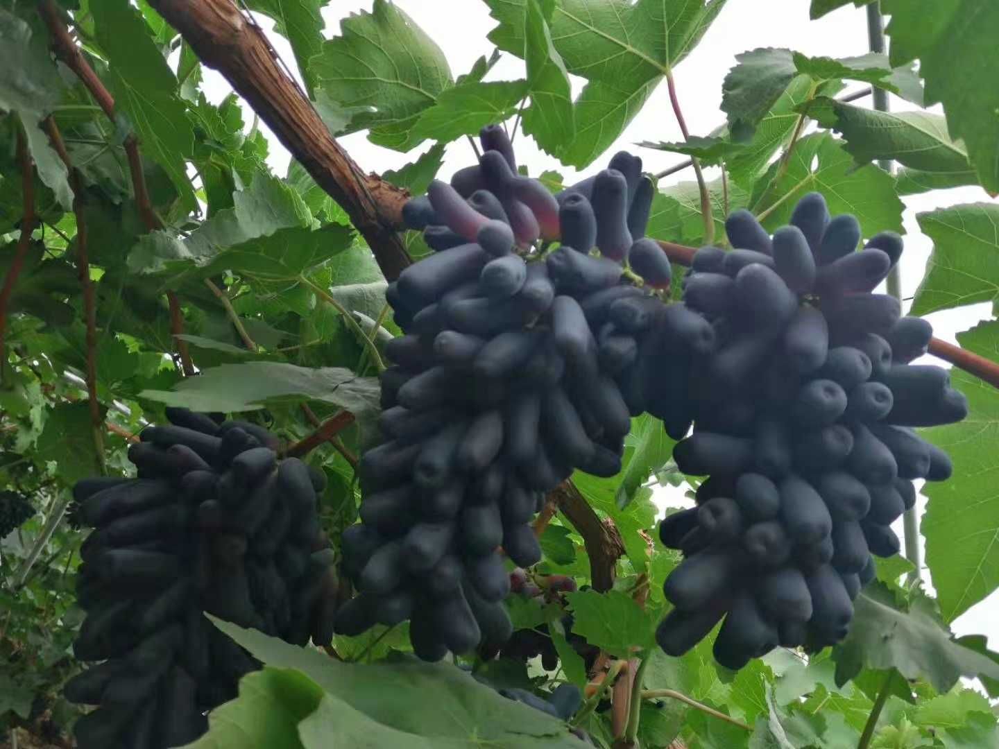 西昌甜蜜蓝宝石葡萄