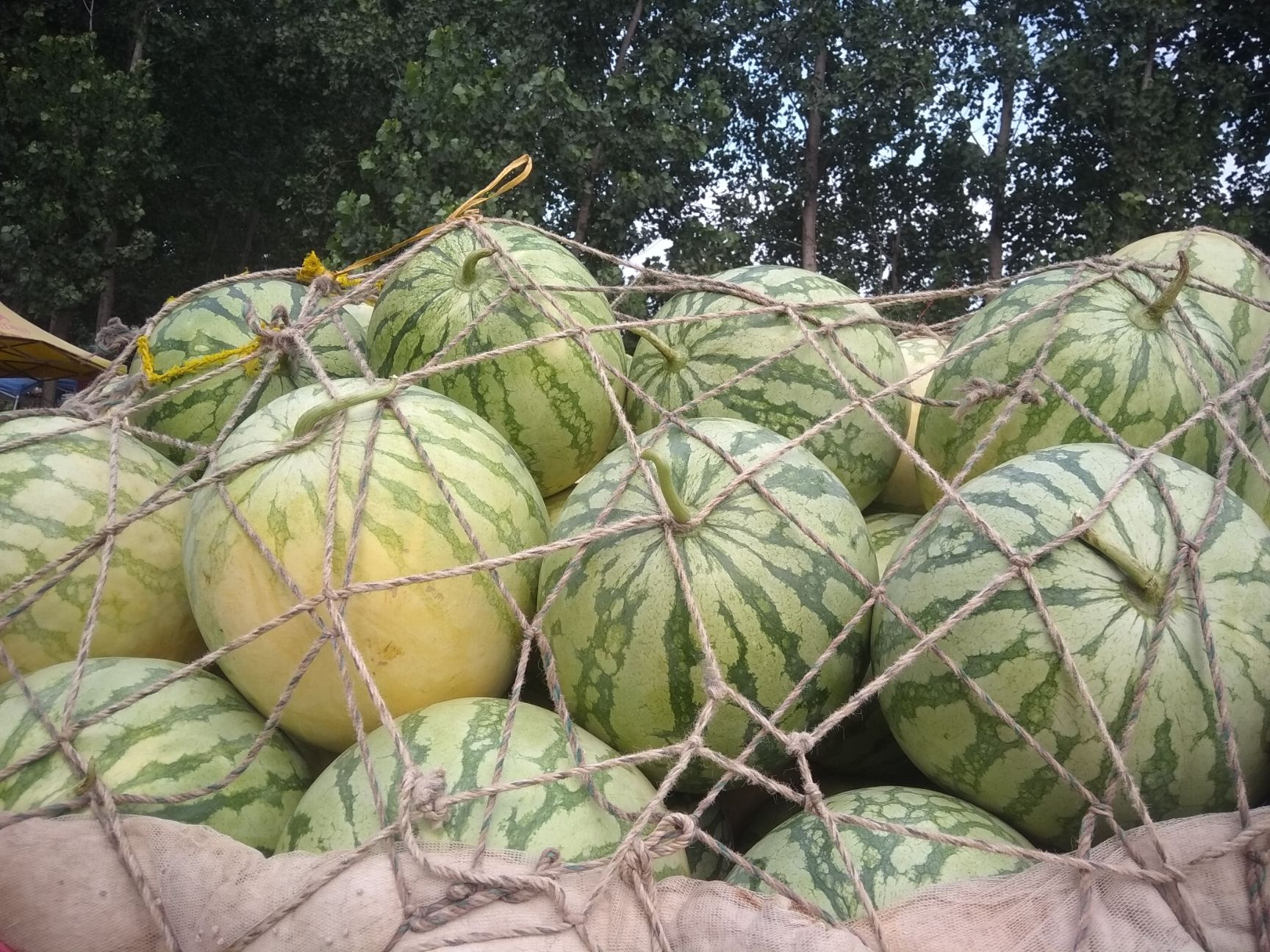 花皮无籽西瓜 花无籽