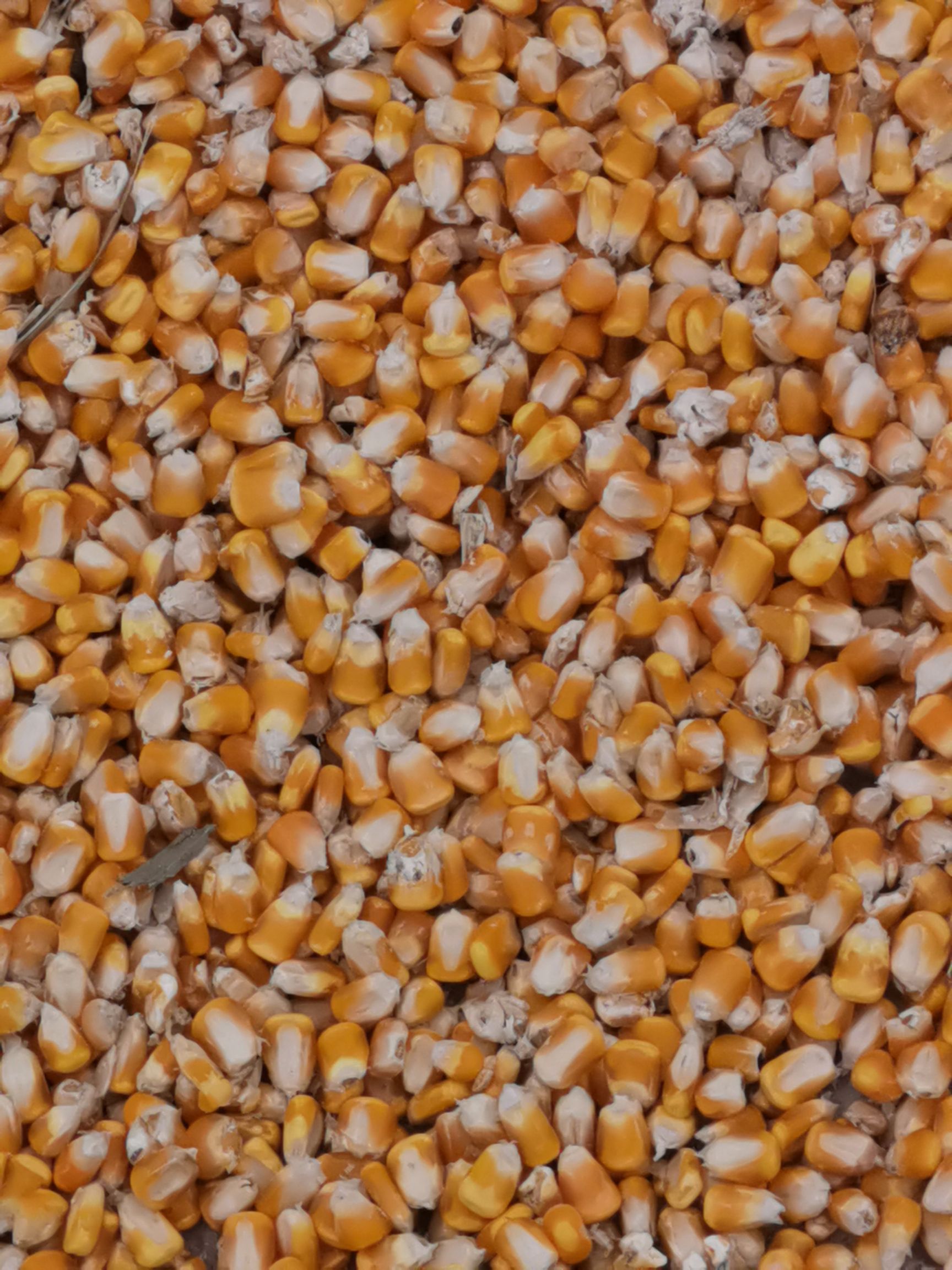 糯玉米 大量出售今年玉米