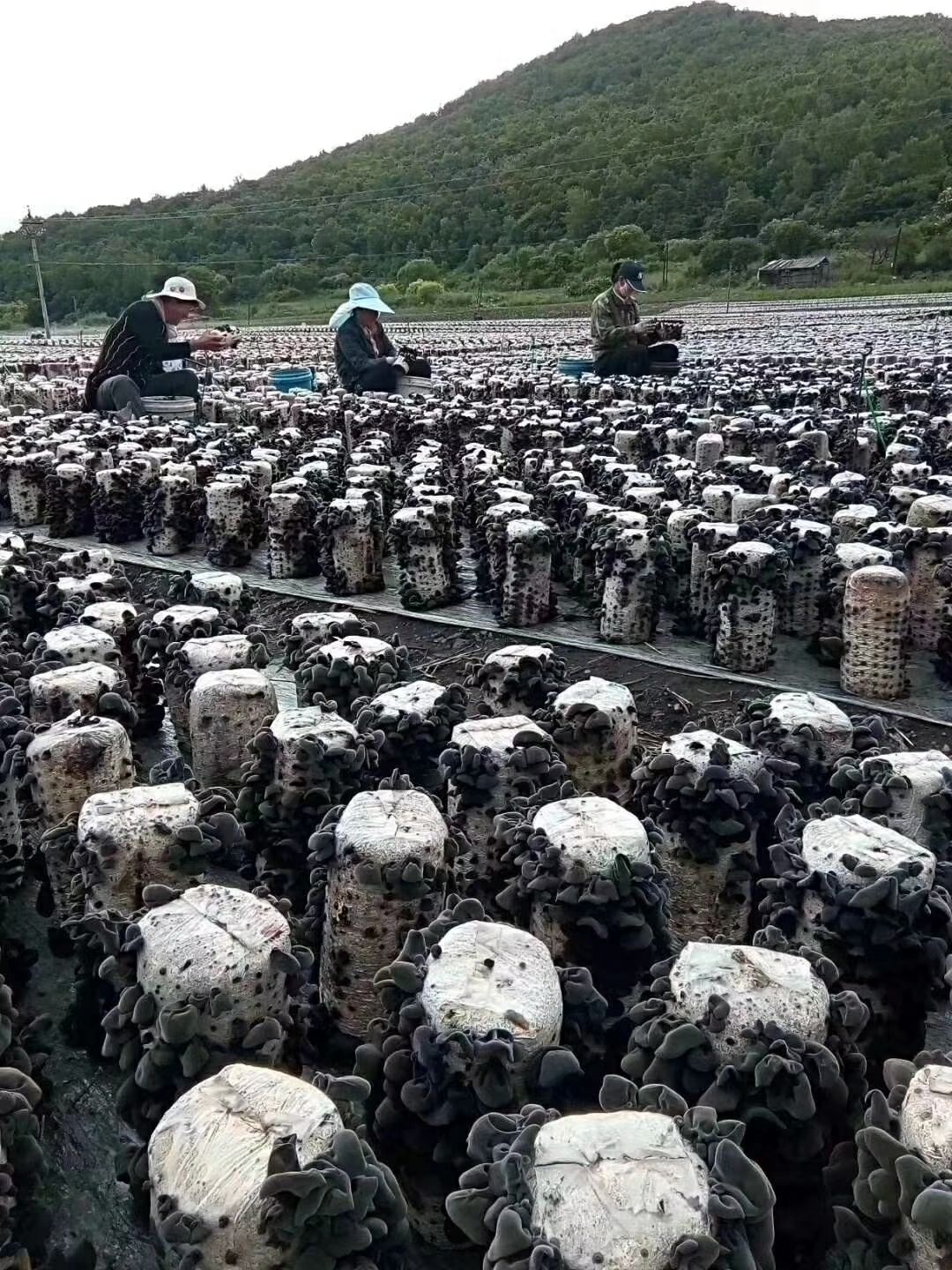 东北黑木耳 产地直销,只批发不零售,量大有优惠!