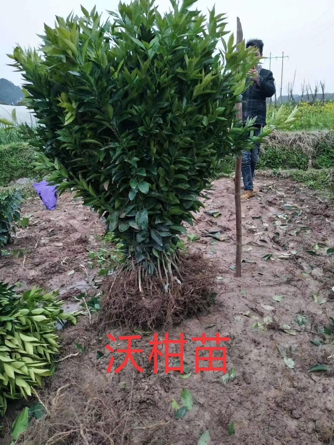 091无核沃柑苗 091沃柑苗