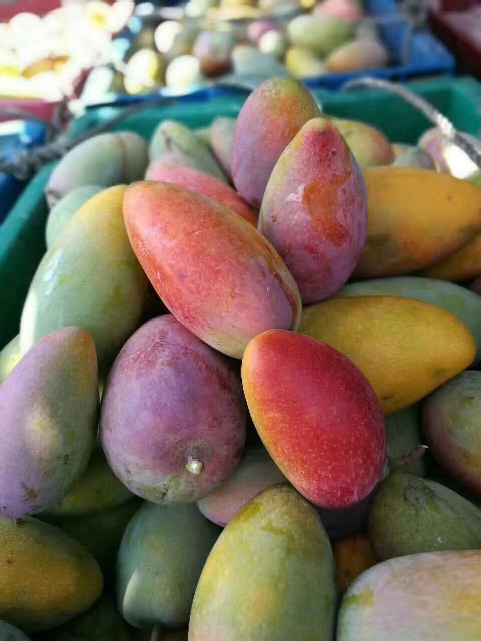 云南5两以上芒果