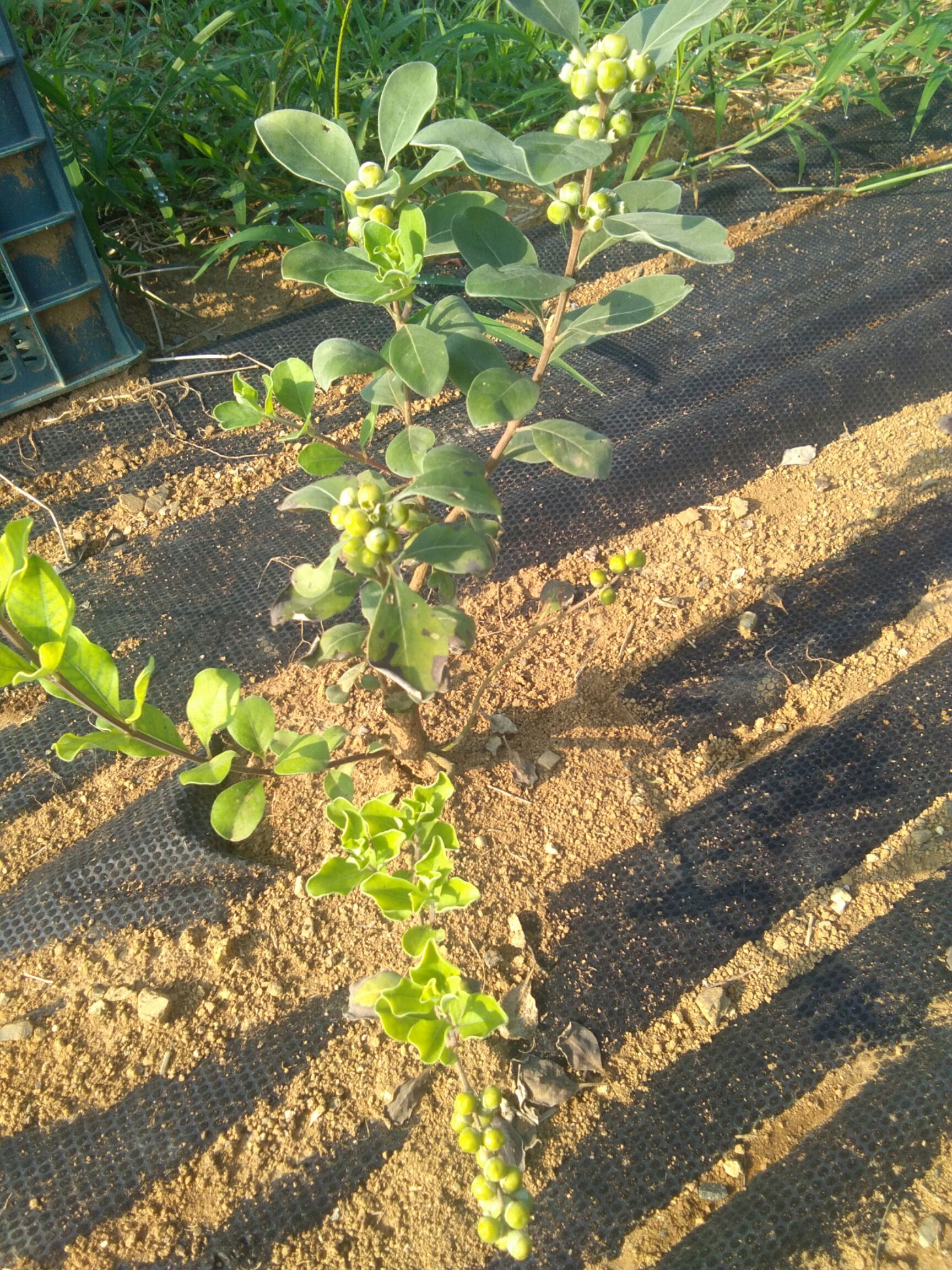 蔓荆子苗 优质单叶蔓荆子,好质量不分大小