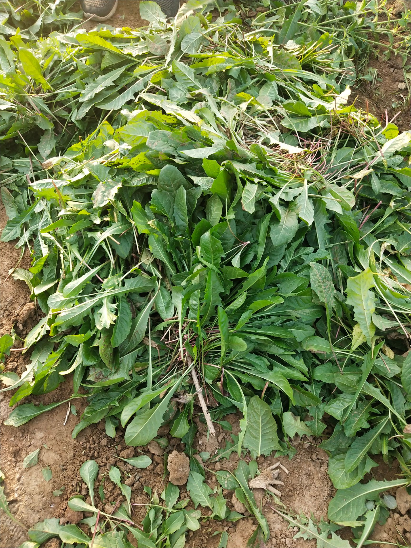 蒲公英叶 头茬蒲公英收割啦