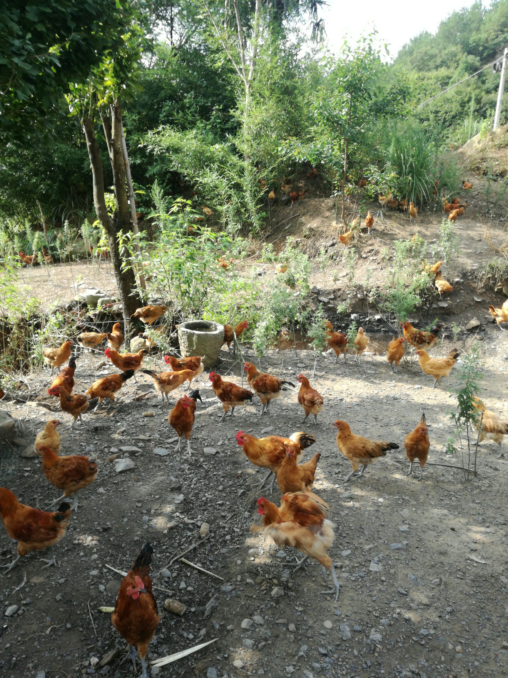 真正纯种剑门土鸡,山上散养