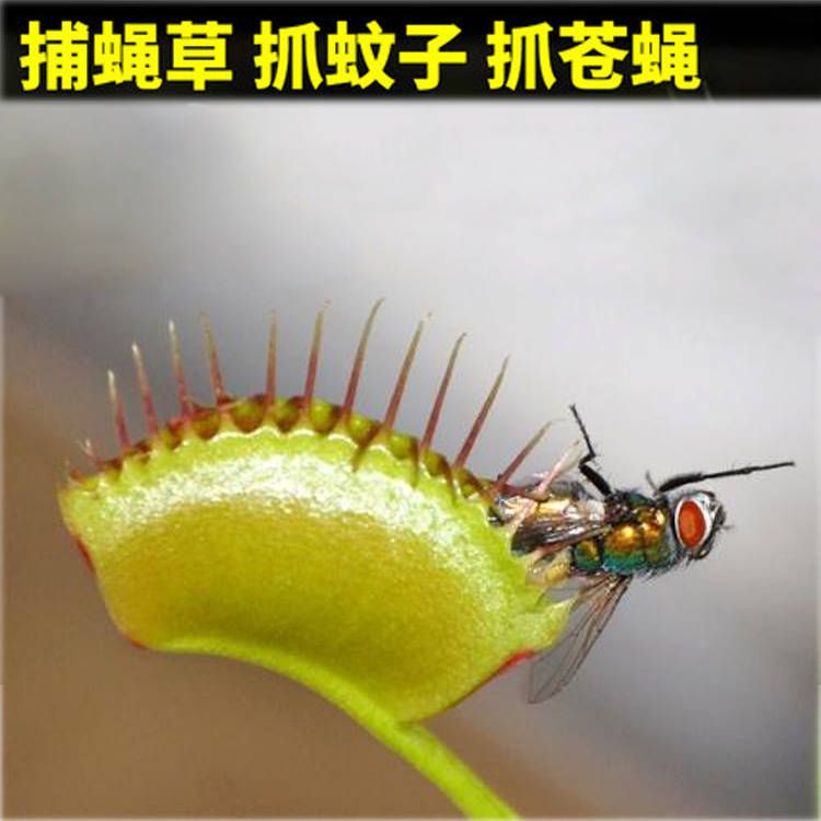 食虫花 捕虫食虫草