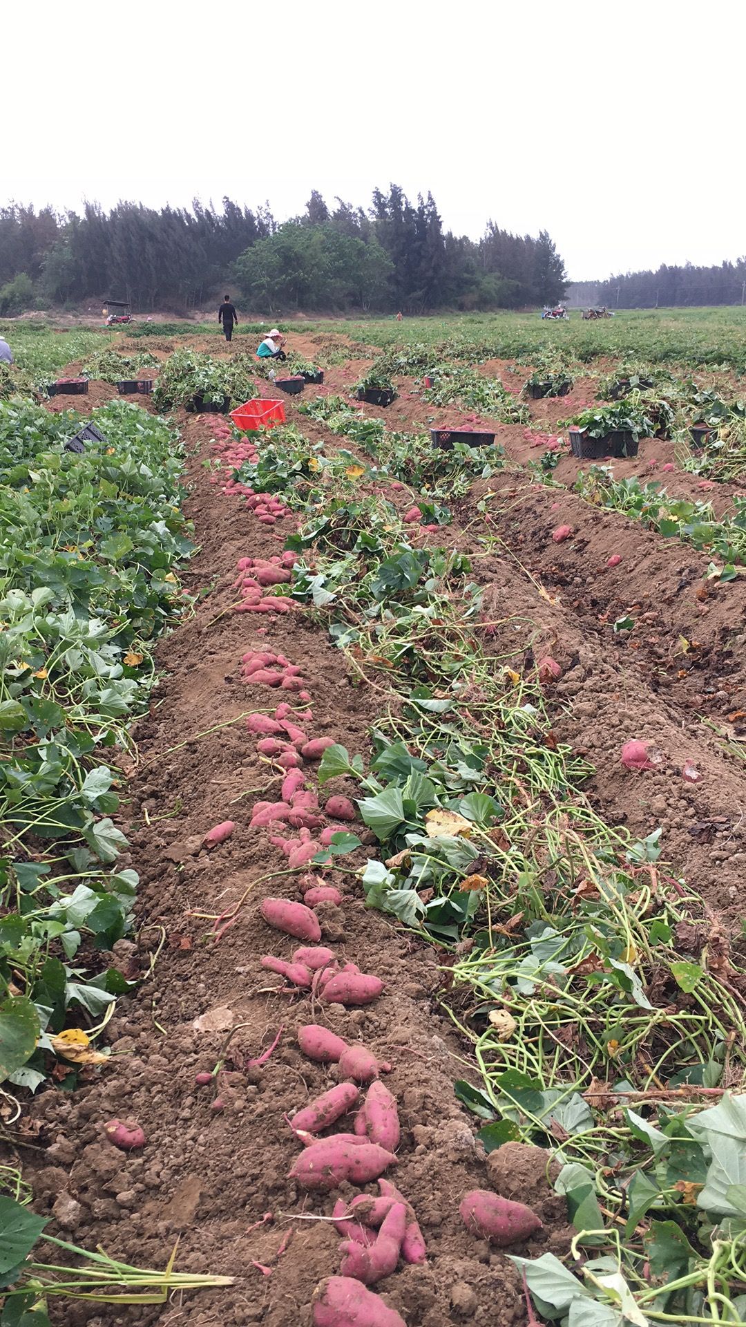 澄迈澄迈县桥头地瓜 海南沙地小香薯产地直供 富硒地瓜 一件代发 日式