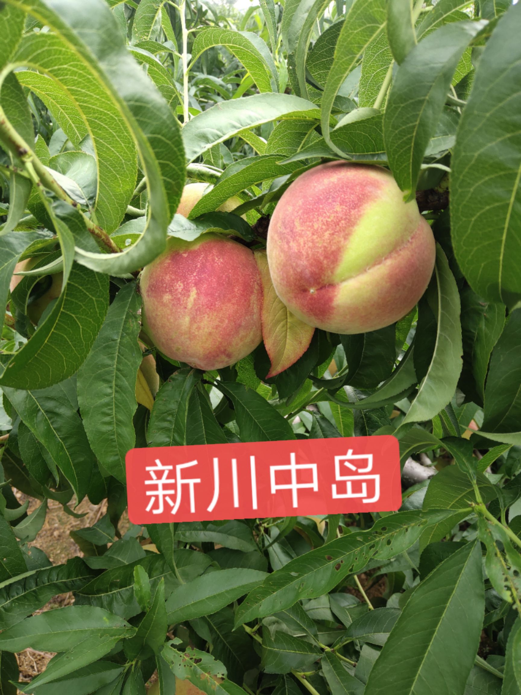新川中岛桃