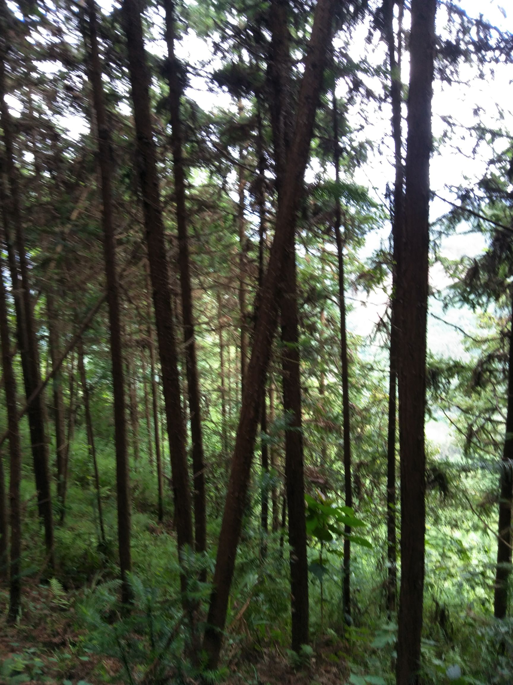 广西河池市杉树货源充足,香杉,柳杉,水杉