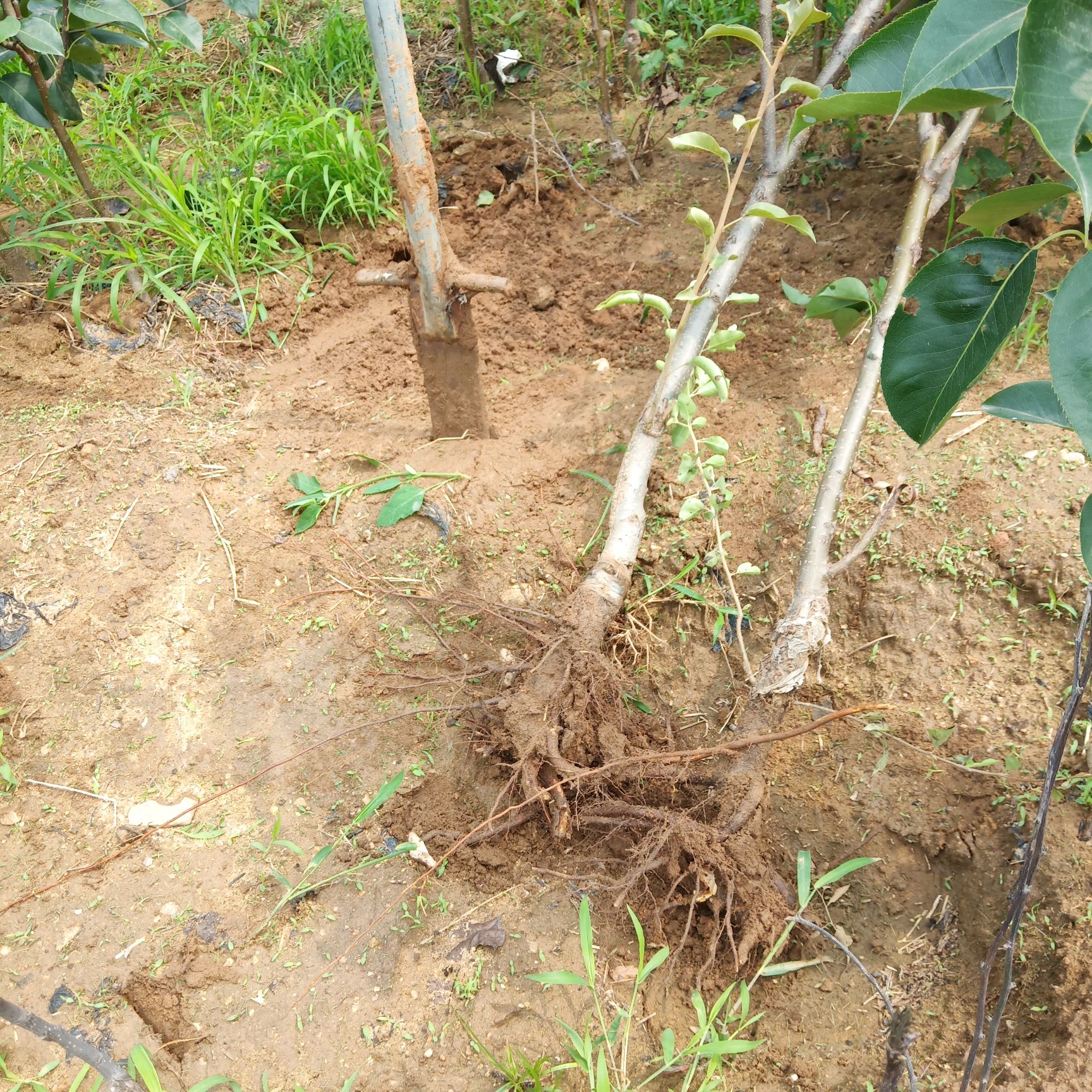 嫁接皇冠梨树苗 基地发货 可盆栽地栽,包成活包品种 死苗补