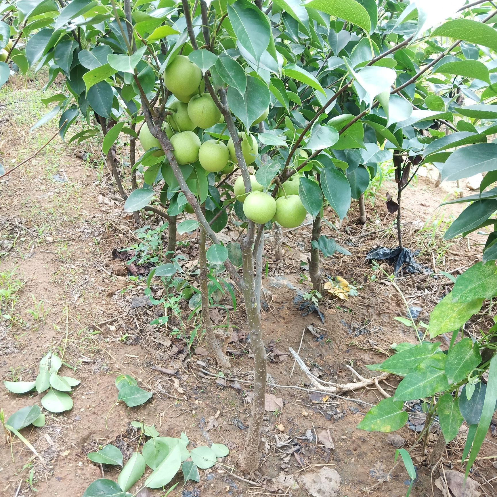 嫁接皇冠梨树苗 基地发货 可盆栽地栽,包成活包品种 死苗补