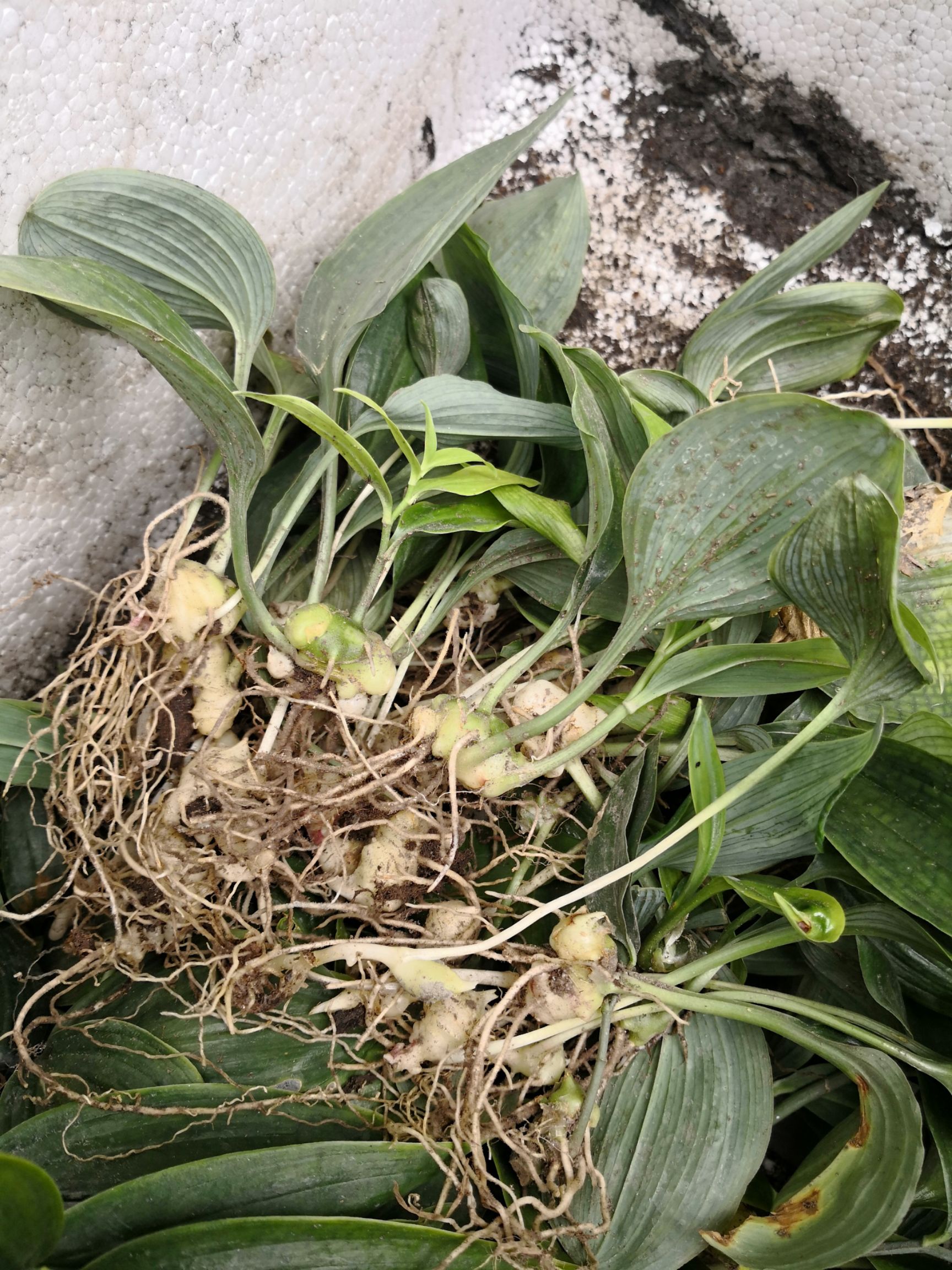 黄精种苗 基地自销四川多花姜形不倒苗甜黄精苗