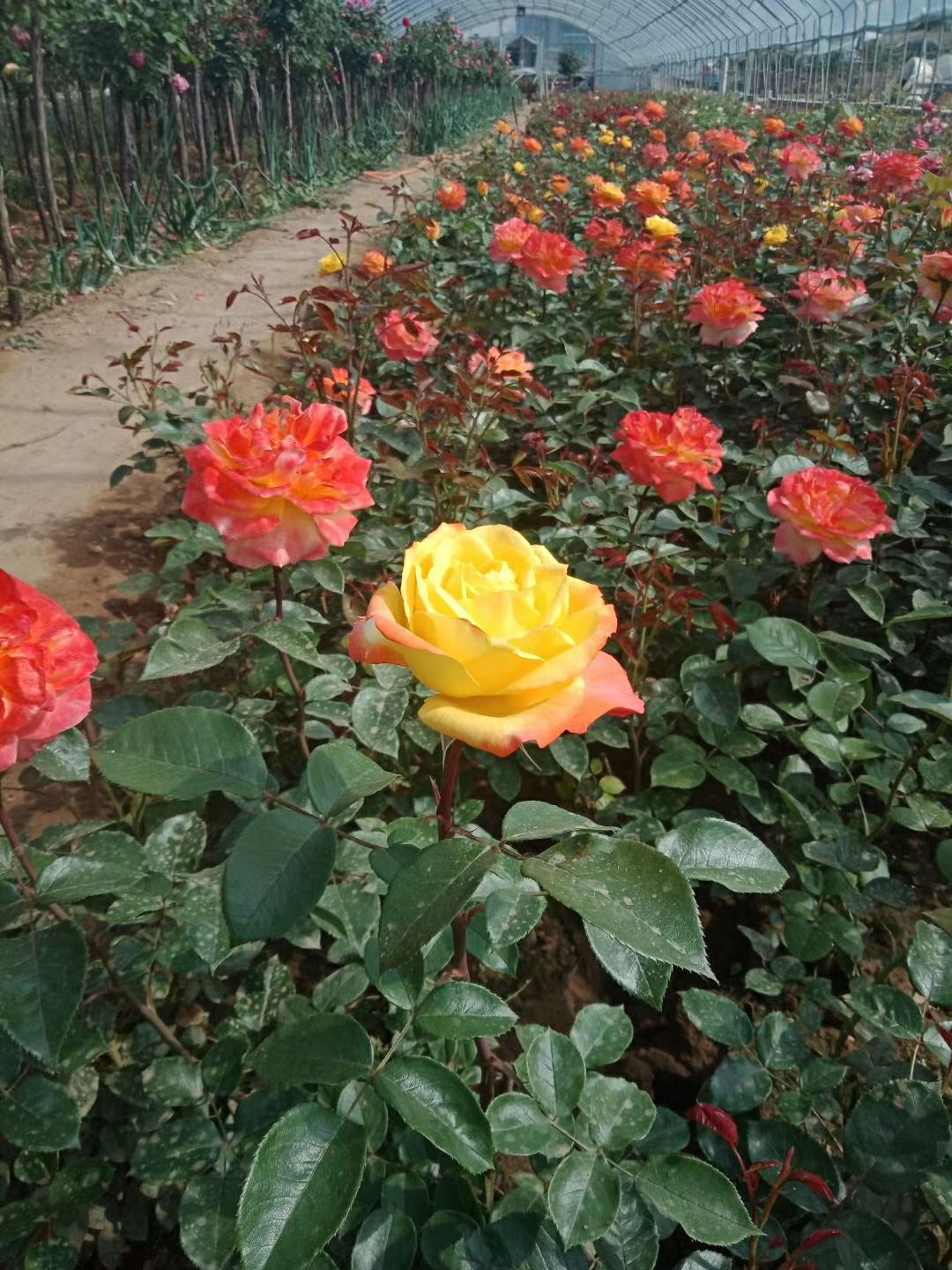 月季花河北月季花定州月季花基地大花月季行情走势图月季价格表