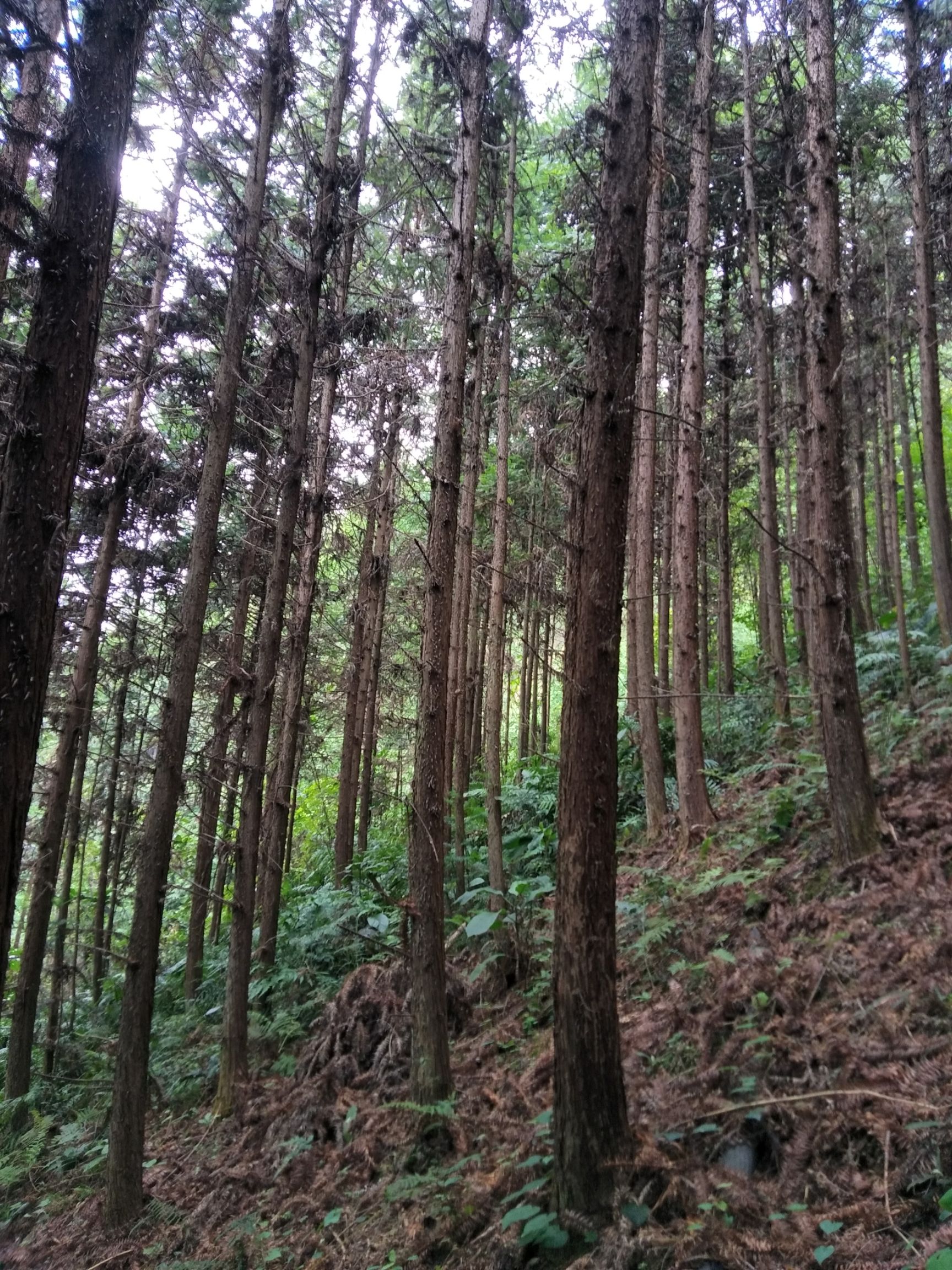 广西河池市杉树货源充足,香杉,柳杉,水杉