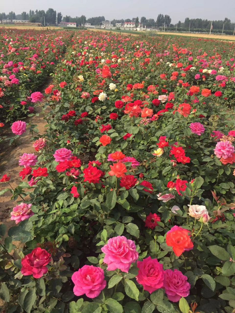 月季花河北月季花定州月季花基地大花月季行情走势图月季价格表