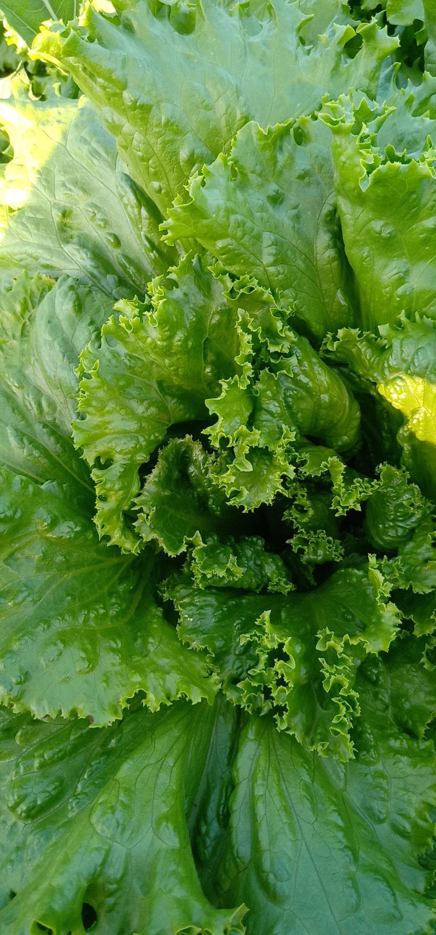 散叶生菜 品种名:散叶生菜 单株重:4~5两 颜色:绿生菜 叶型:皱叶 种植