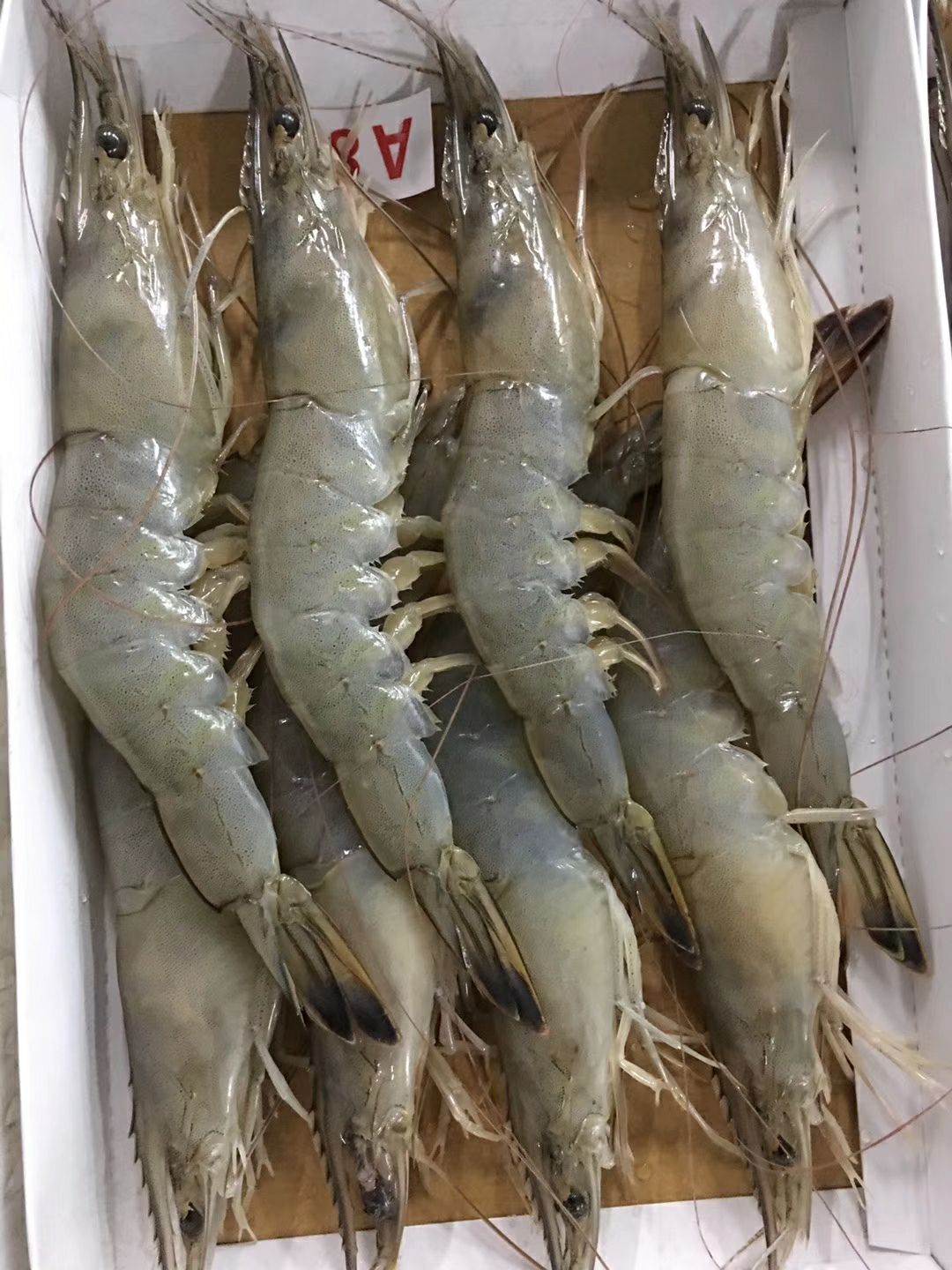 [中国对虾批发] 海对虾价格59元/箱 100箱起批 - 惠农