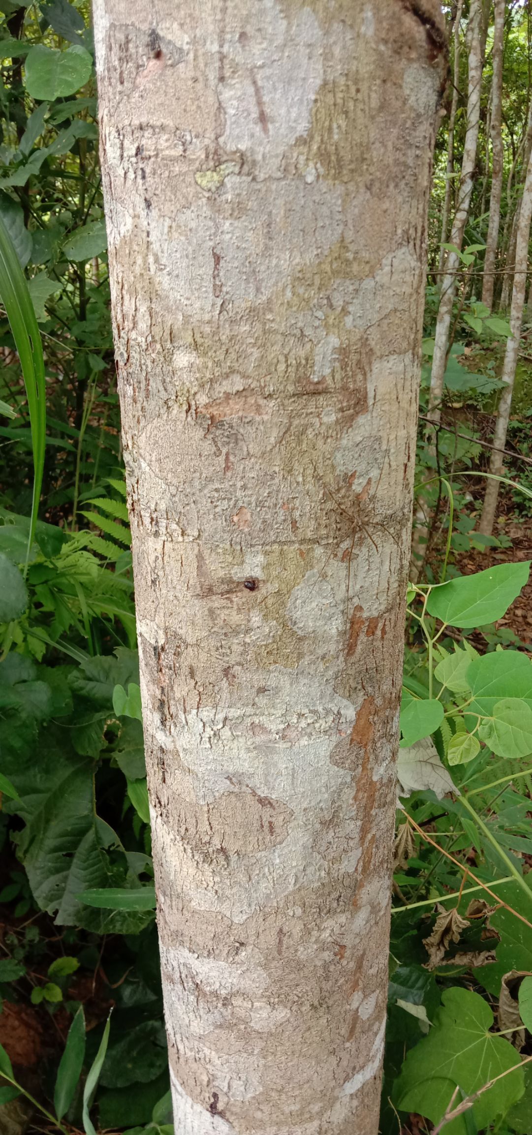 秋枫树,6,7年树木龄,8公分以上