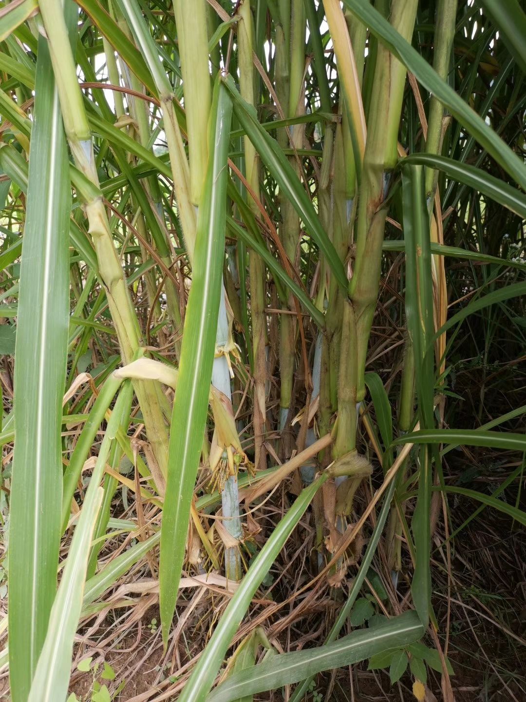 [甜象草种子批发]甜象草种子 甜象草种节 台湾甜象草