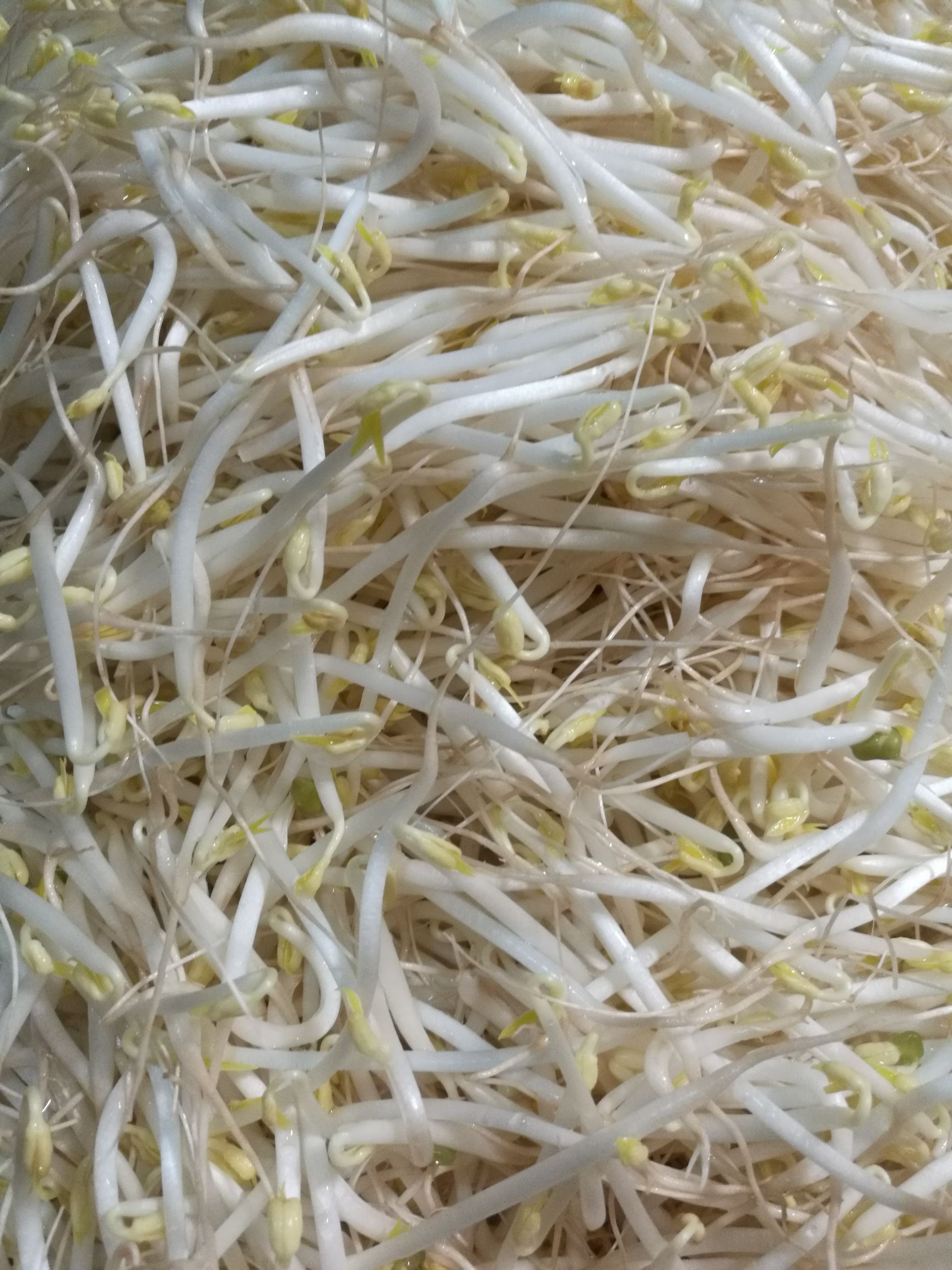 古方豆芽绿豆芽有机种植零添加