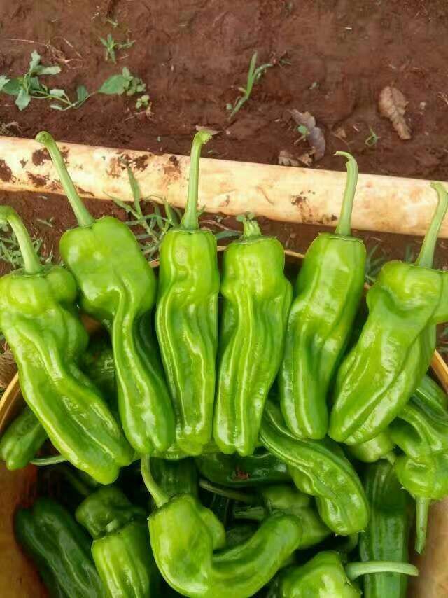 薄皮椒 