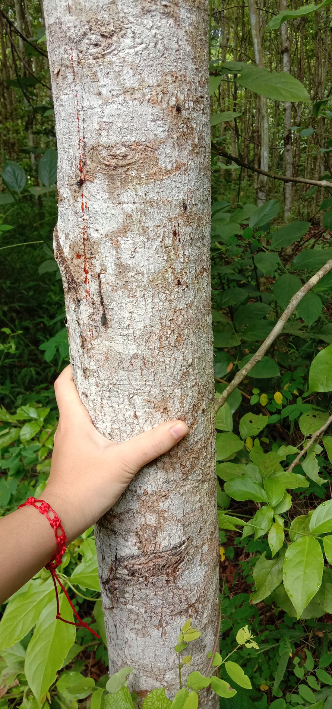 秋枫树,6,7年树木龄,8公分以上