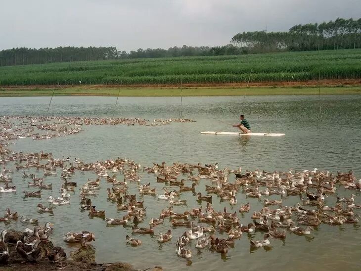 养殖场年10万只4到5斤鼎鲜鸭(青头麻鸭),吃桑叶长大