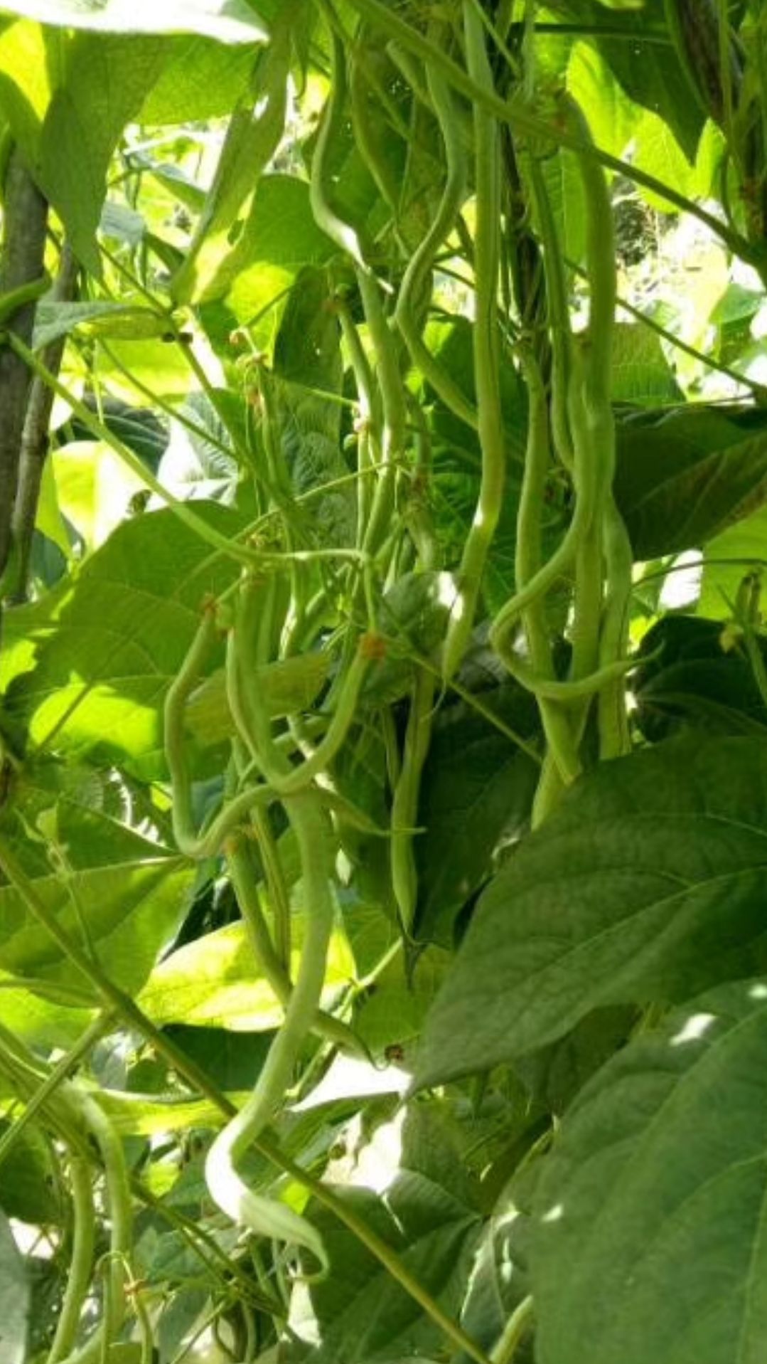 架豆王豆角40cm以下