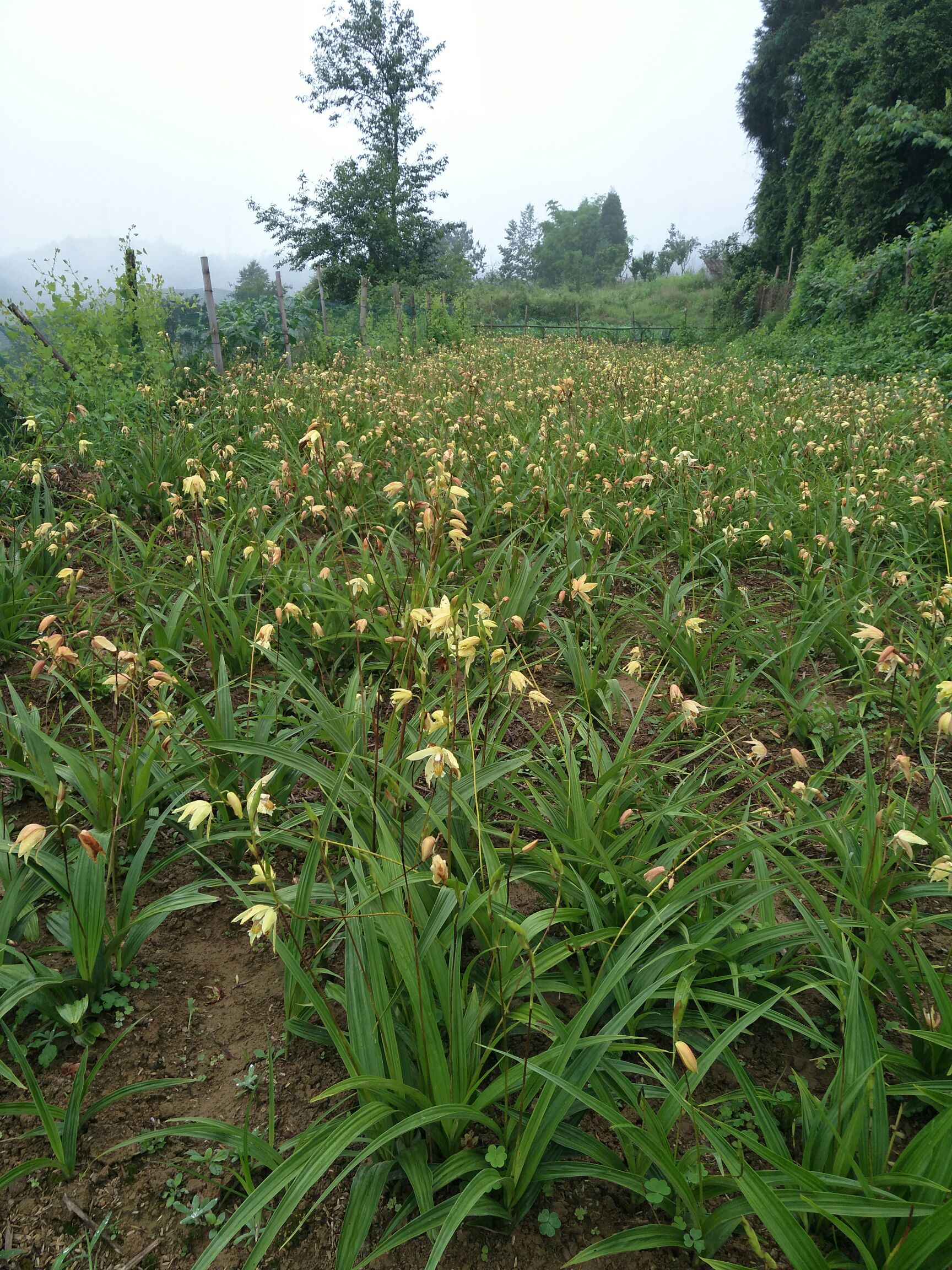 [白及批发]白及 黄花白芨家种价格15元/斤 - 惠农网