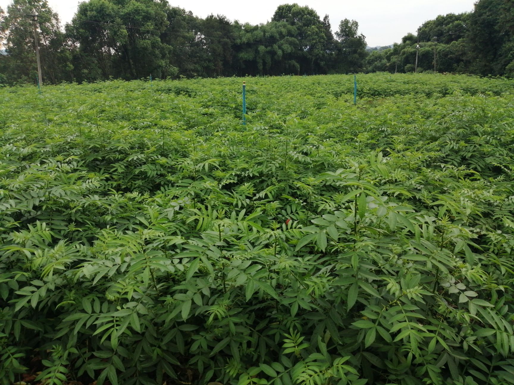九叶青花椒苗 江津九叶青,天知椒,藤椒苗批发并提供种植技术