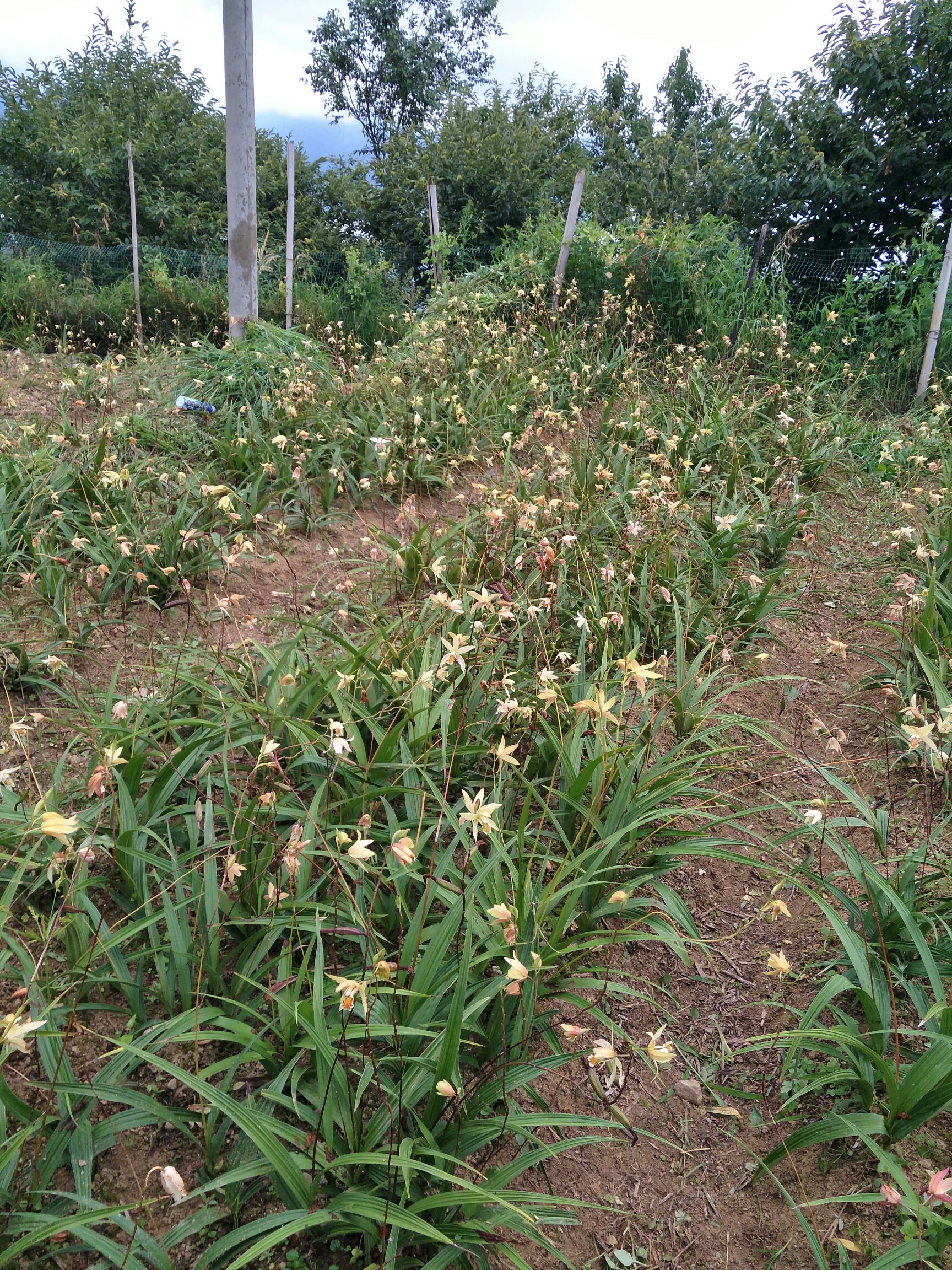 [白及批发]白及 黄花白芨家种价格15元/斤 - 惠农网