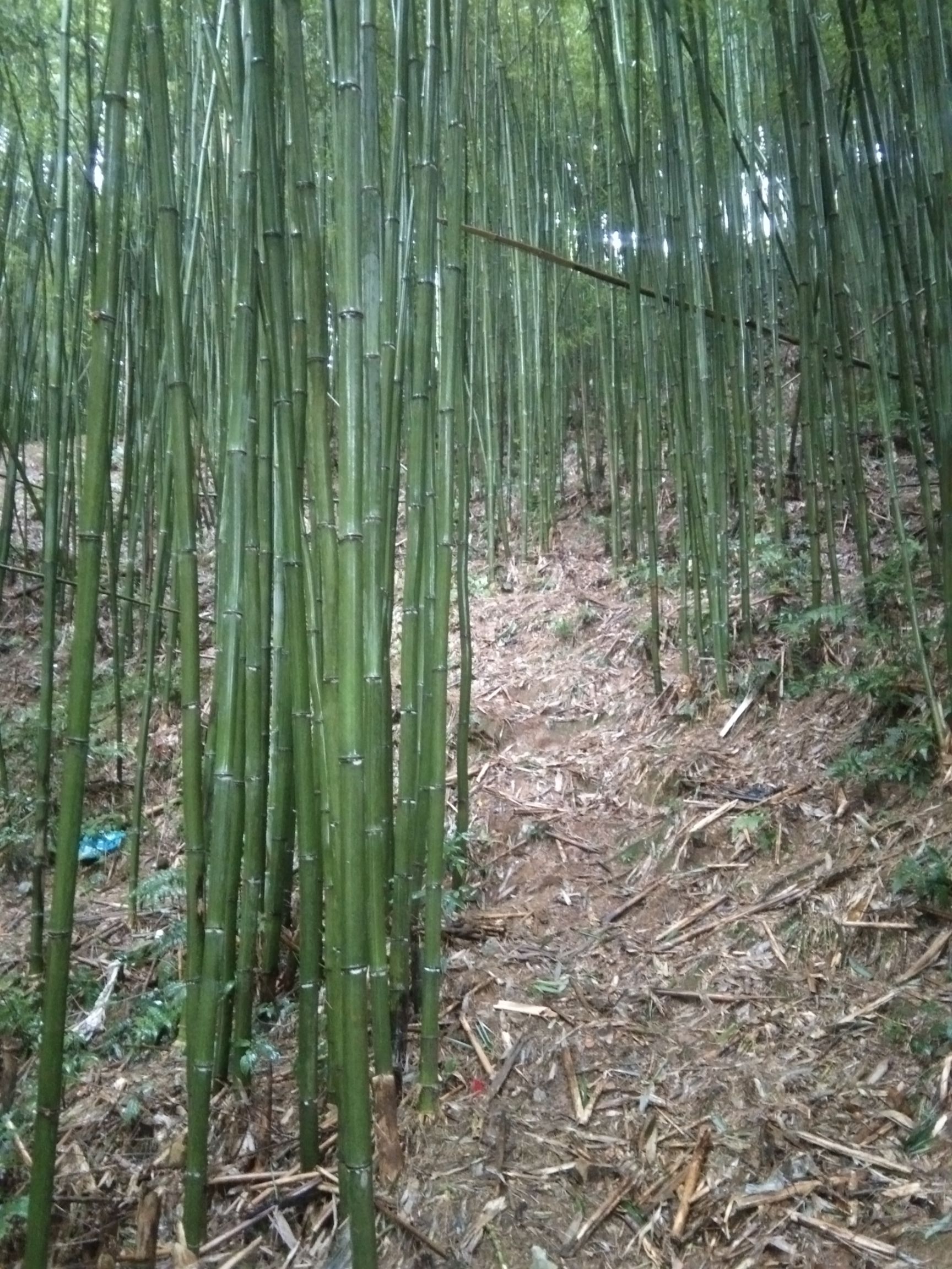 供应大厅  苗木花草  竹子