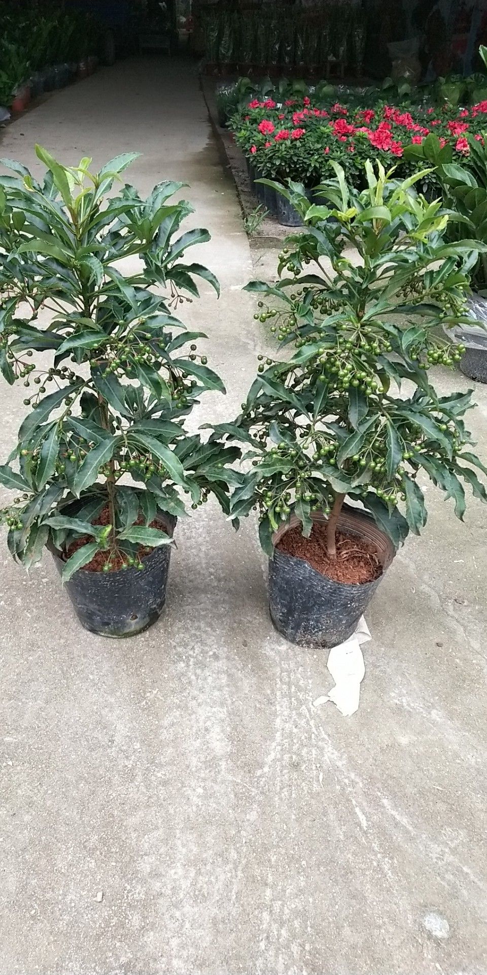 朱砂根又叫富贵籽,广东这边叫黄金万两,中草药