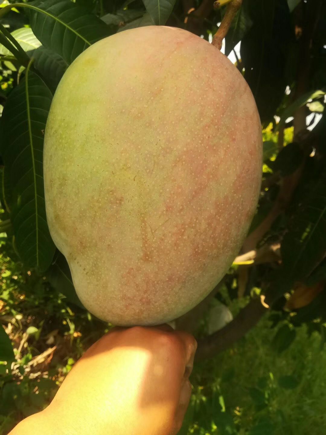 四川省攀枝花市仁和区凯特芒 大攀帝国 凯特大