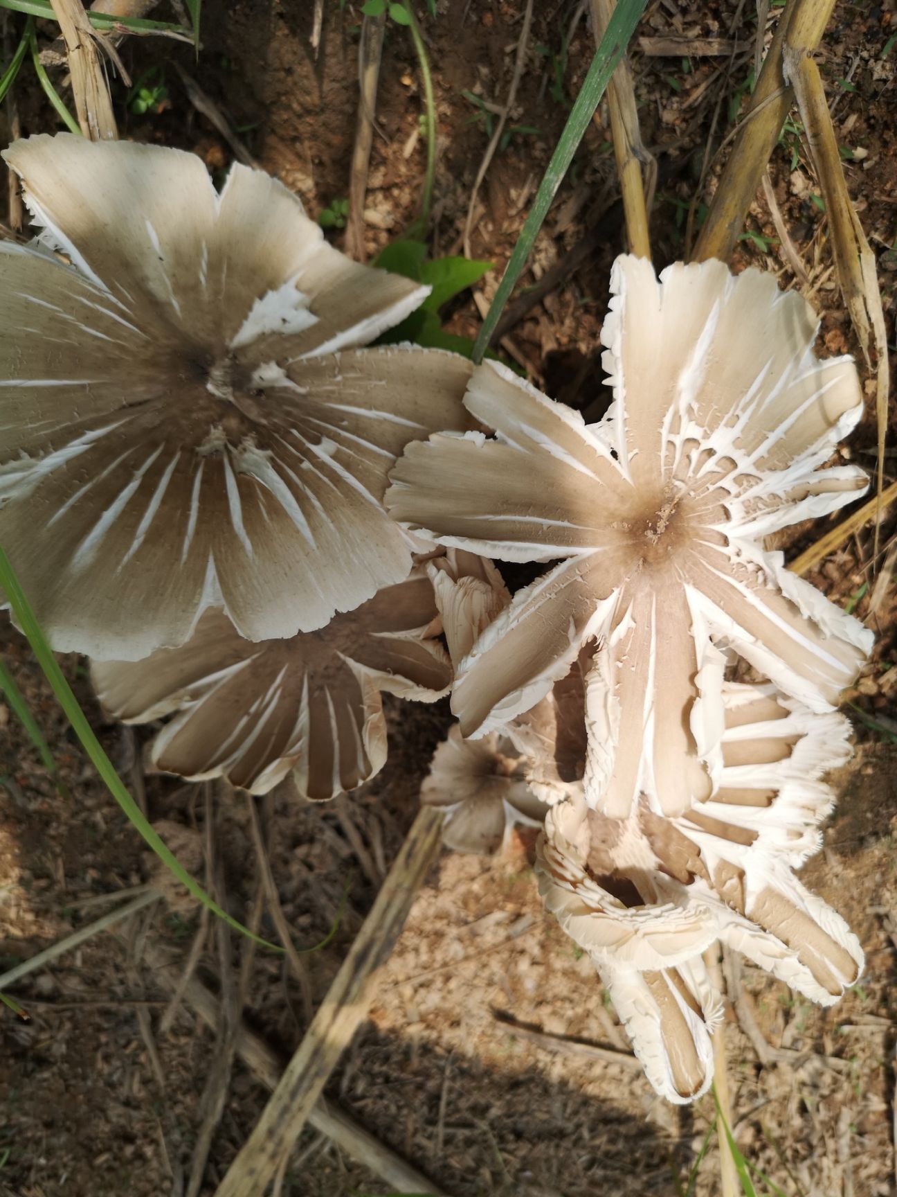 生鸡枞菌,白蚁窝生