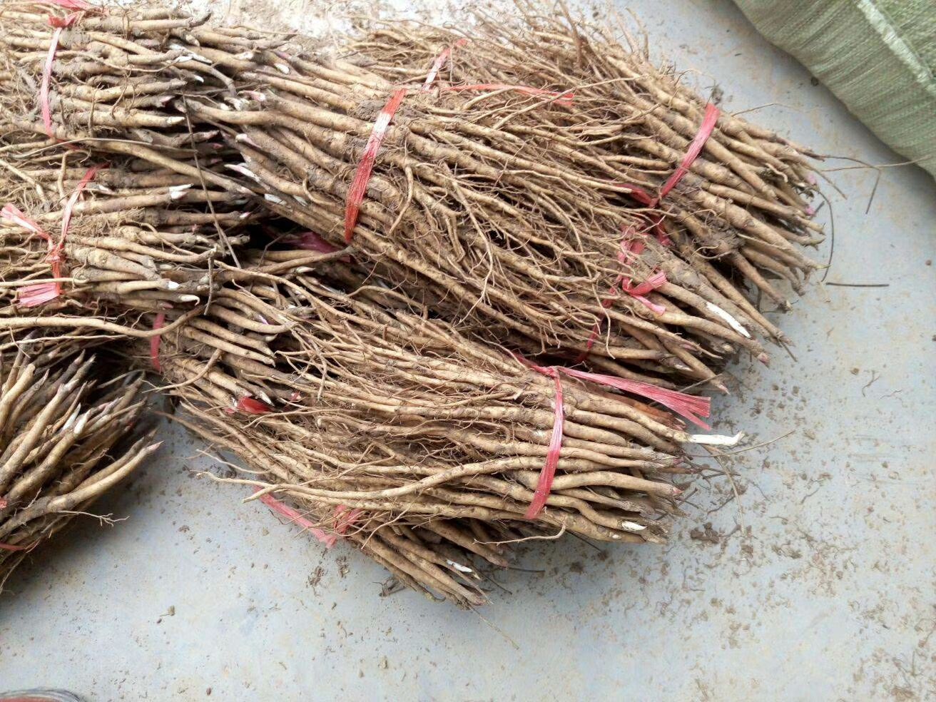 牡丹苗,药用牡丹苗,油用牡丹苗,精品牡丹苗,保成活,现要现挖