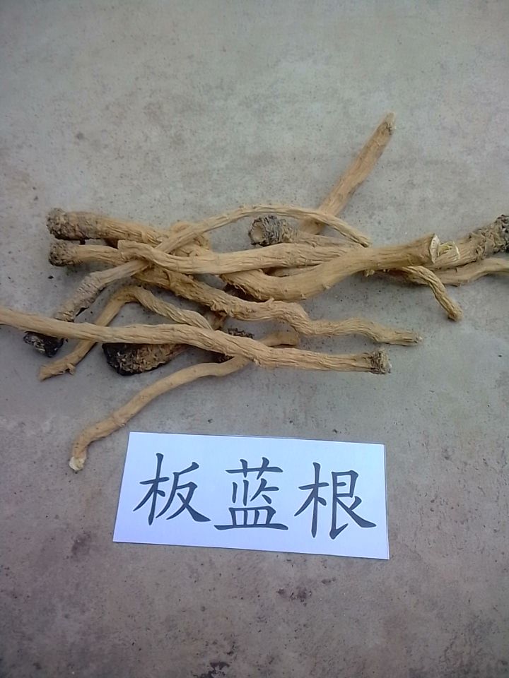 板蓝根 供应地产中药材板兰根