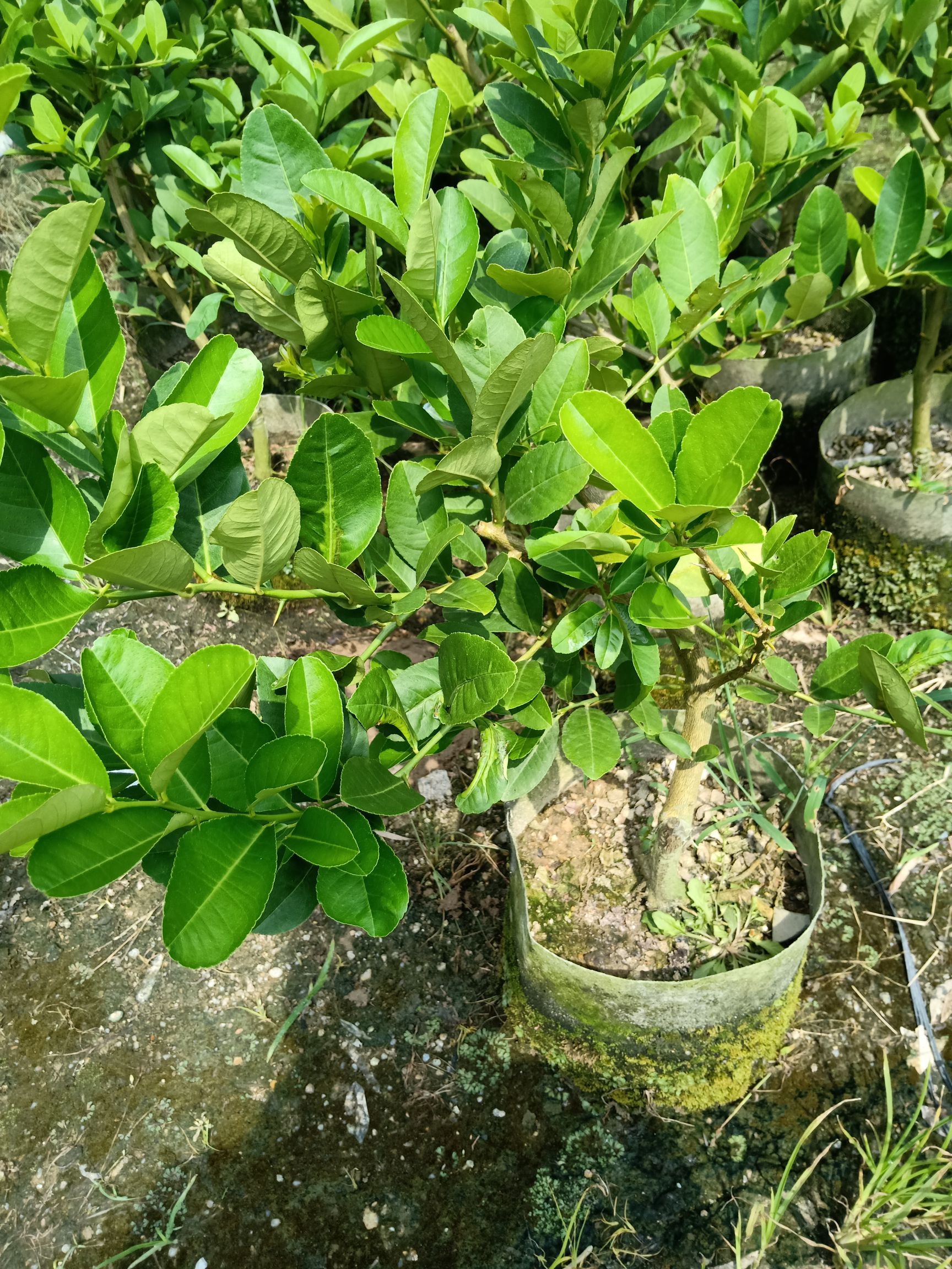 香水柠檬苗